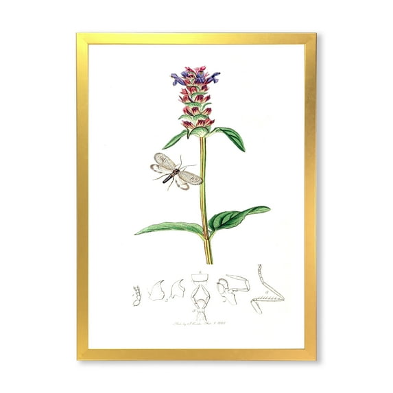Designart 'Ancient Insects and Plants II' Farmhouse Framed Art Print