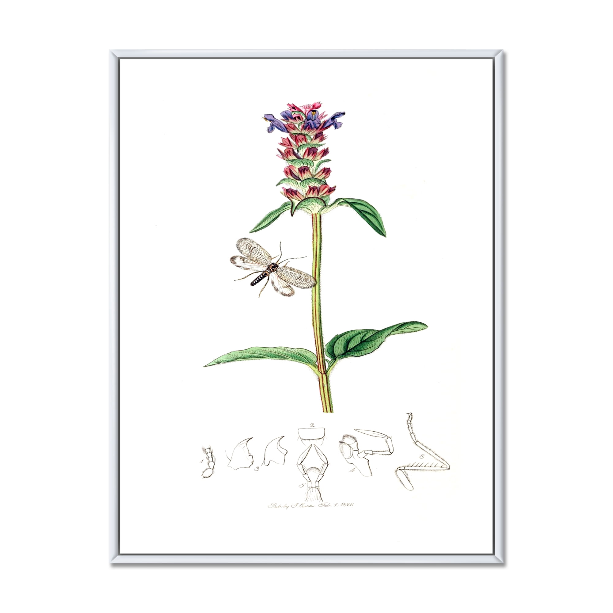 Designart 'Ancient Insects and Plants II' Farmhouse Framed Canvas Wall Art Print