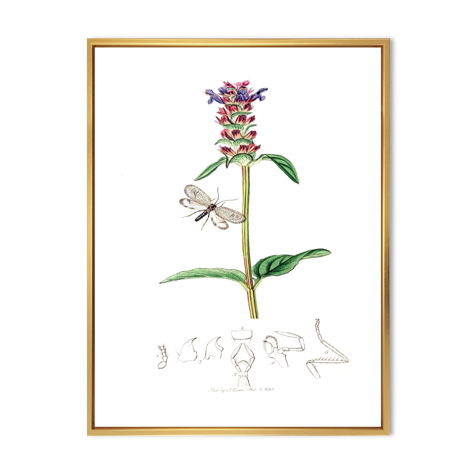 Designart 'Ancient Insects and Plants II' Farmhouse Framed Canvas Wall Art Print