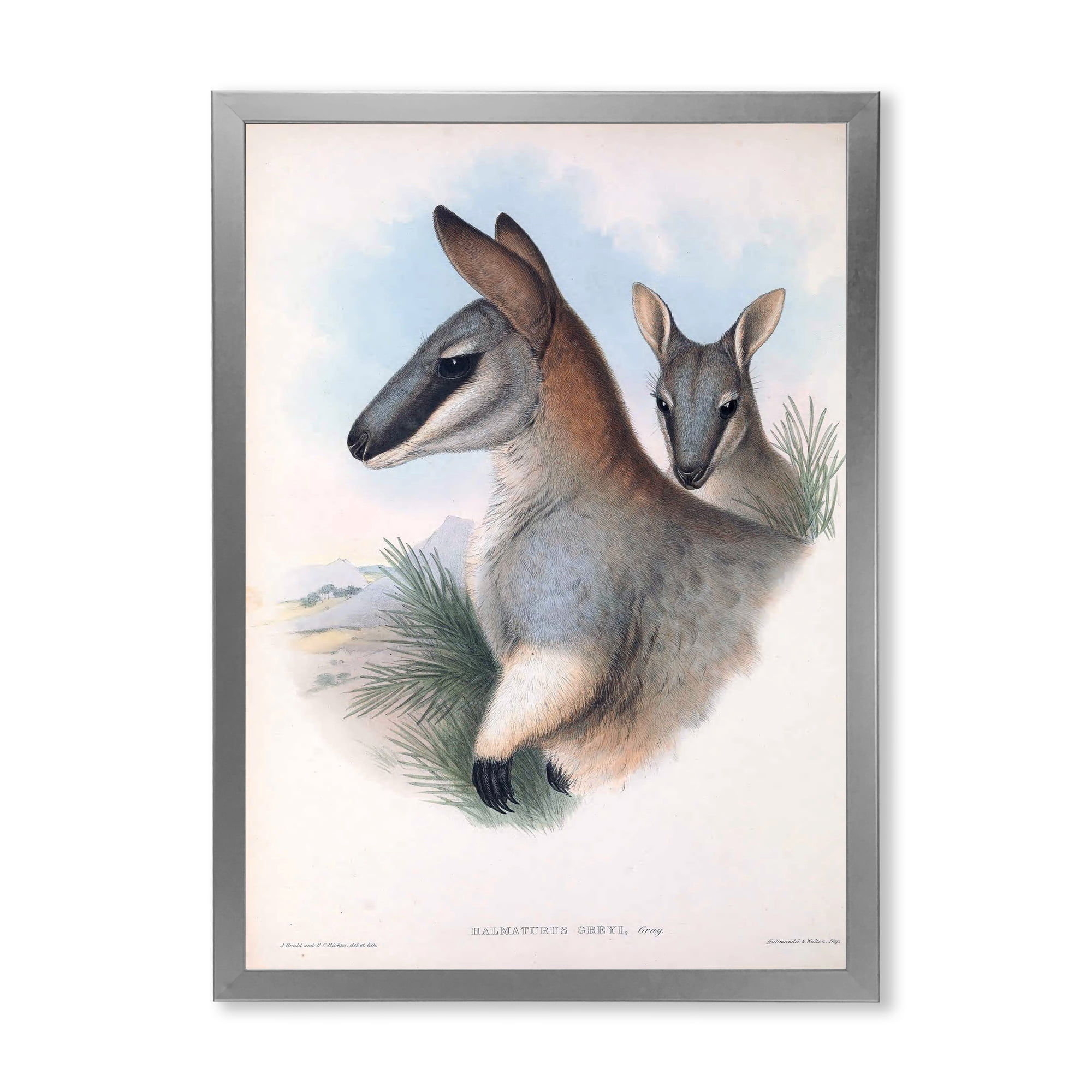 Designart 'Ancient Kangaroo' Farmhouse Framed Art Print