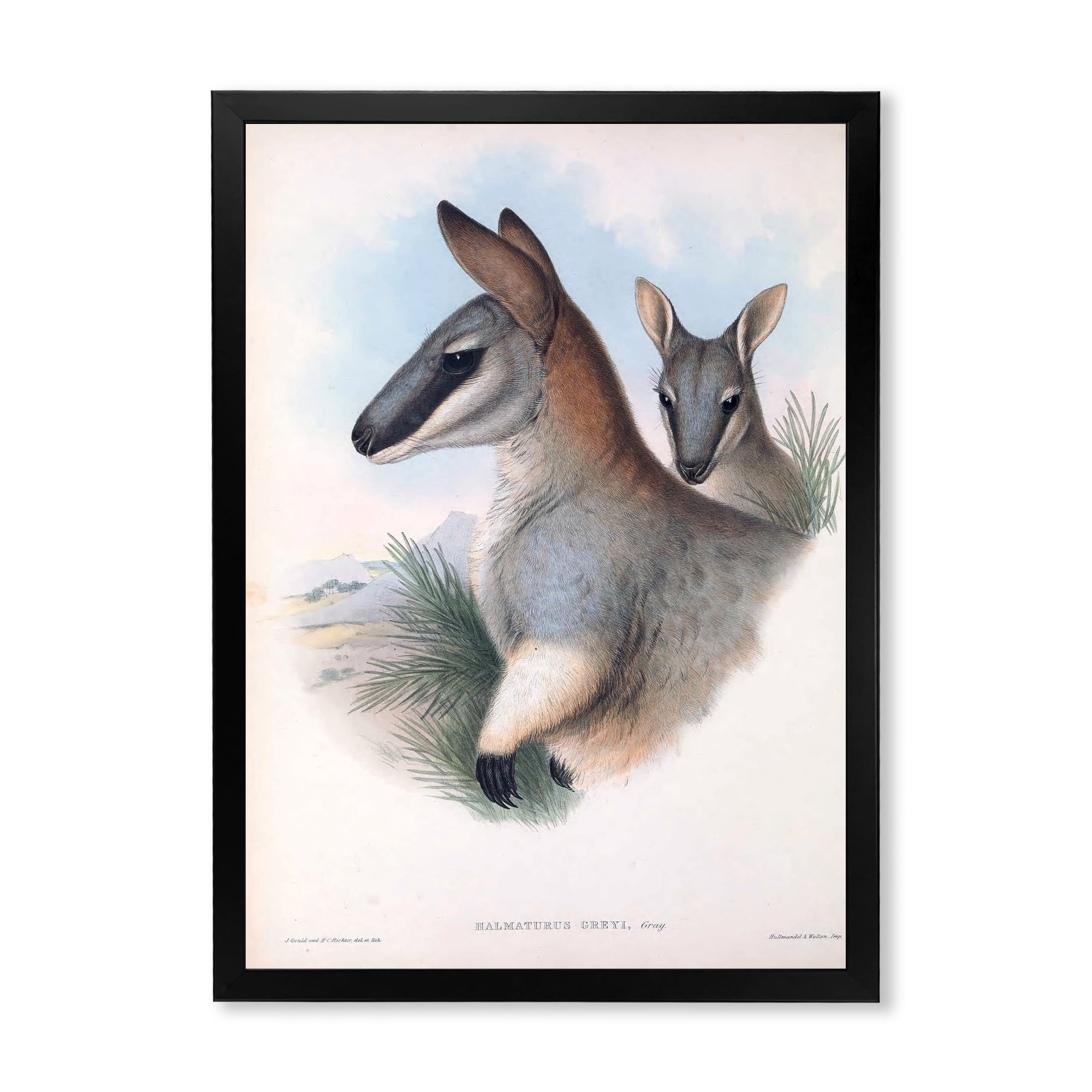 Designart 'Ancient Kangaroo' Farmhouse Framed Art Print