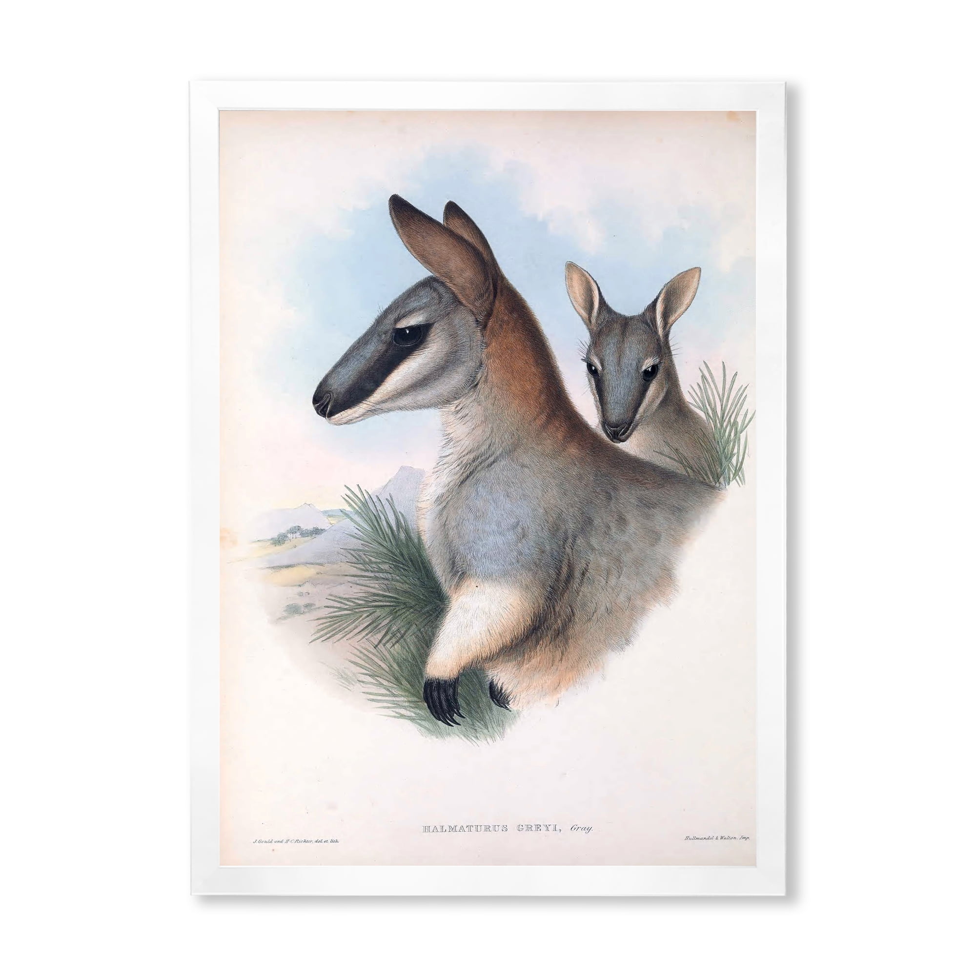 Designart 'Ancient Kangaroo' Farmhouse Framed Art Print