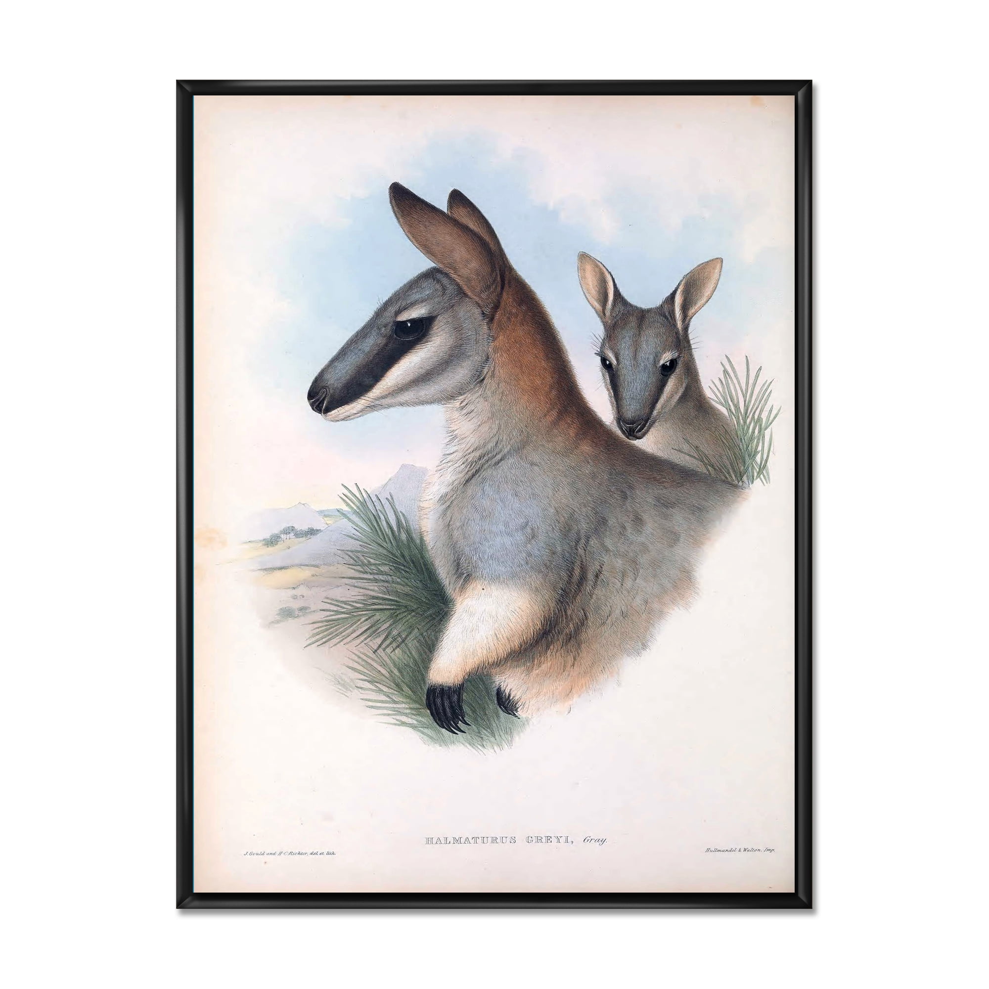 Designart 'Ancient Kangaroo' Farmhouse Framed Canvas Wall Art Print