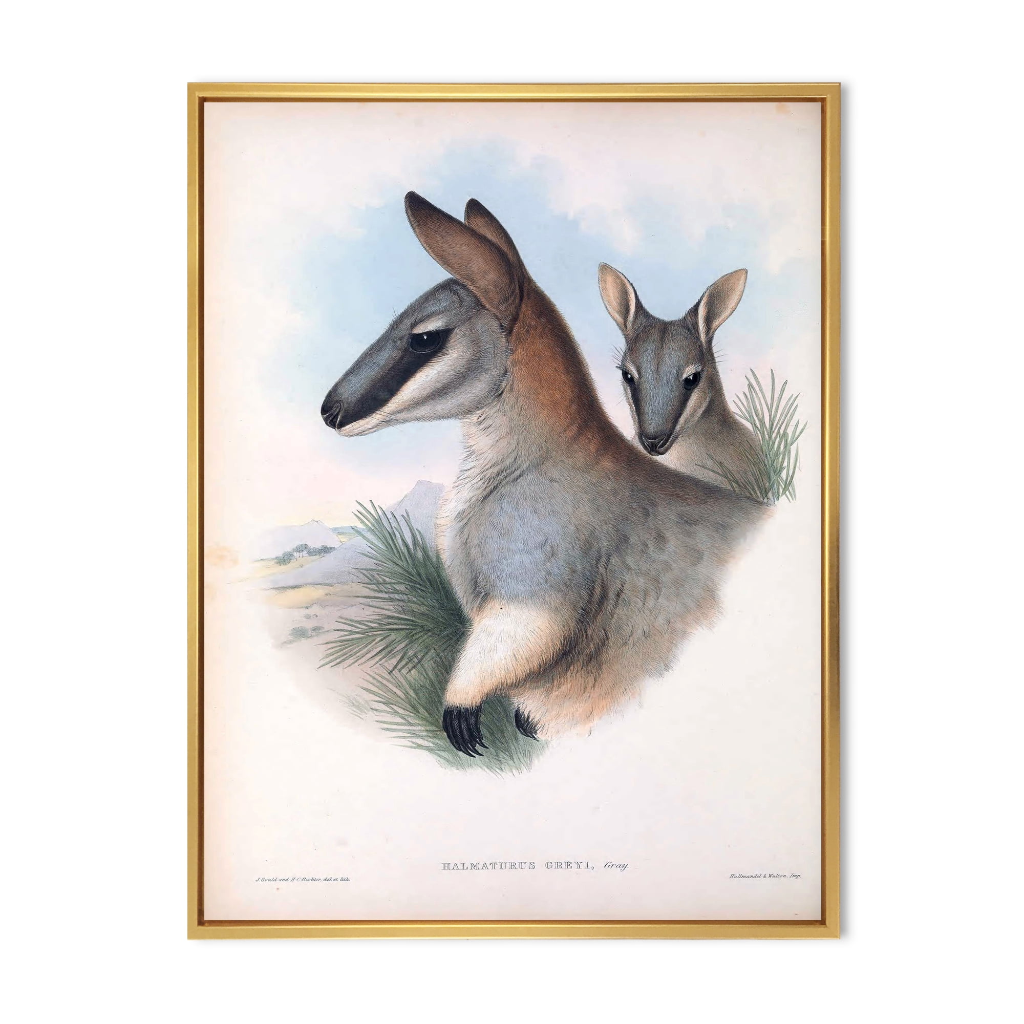 Designart 'Ancient Kangaroo' Farmhouse Framed Canvas Wall Art Print