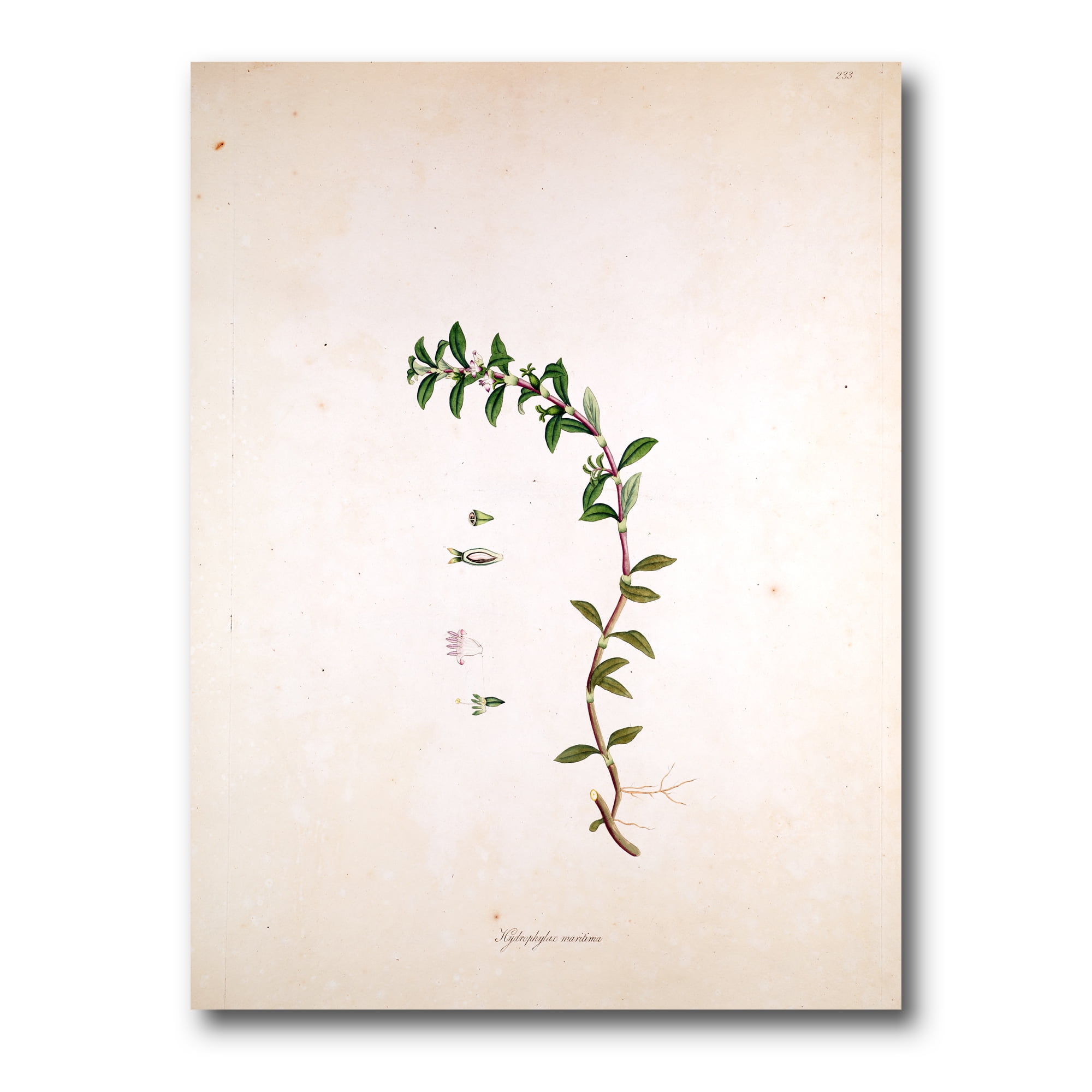 Designart ' Ancient London Plants II ' Farmhouse Canvas Wall Art Print