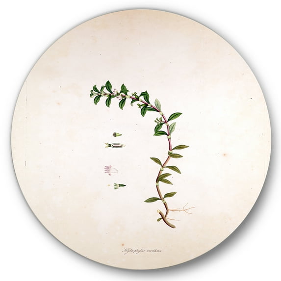 Designart 'Ancient London Plants II' Farmhouse Circle Metal Wall Art 11x11 - Disc of 11