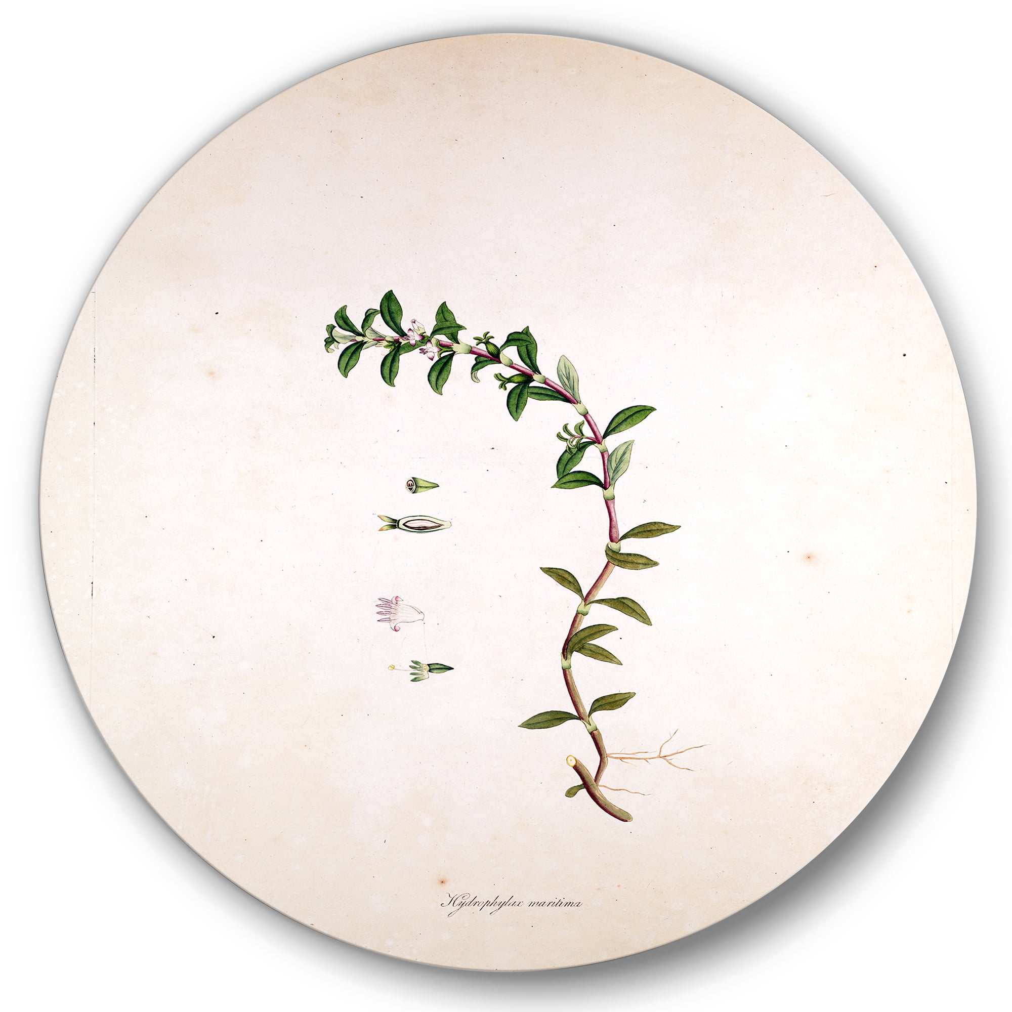 Designart 'Ancient London Plants II' Farmhouse Circle Metal Wall Art 36x36 - Disc of 36