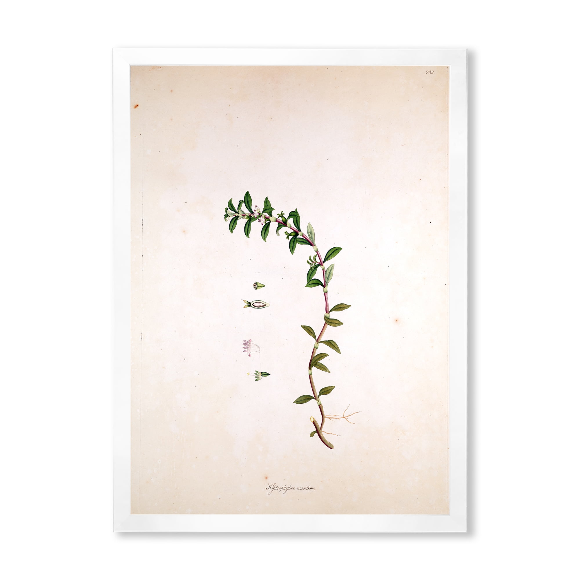 Designart 'Ancient London Plants II' Farmhouse Framed Art Print