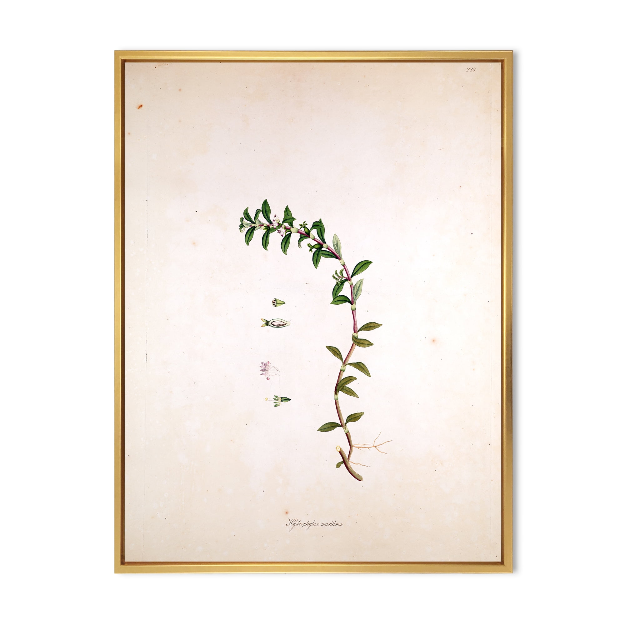 Designart 'Ancient London Plants II' Farmhouse Framed Canvas Wall Art Print