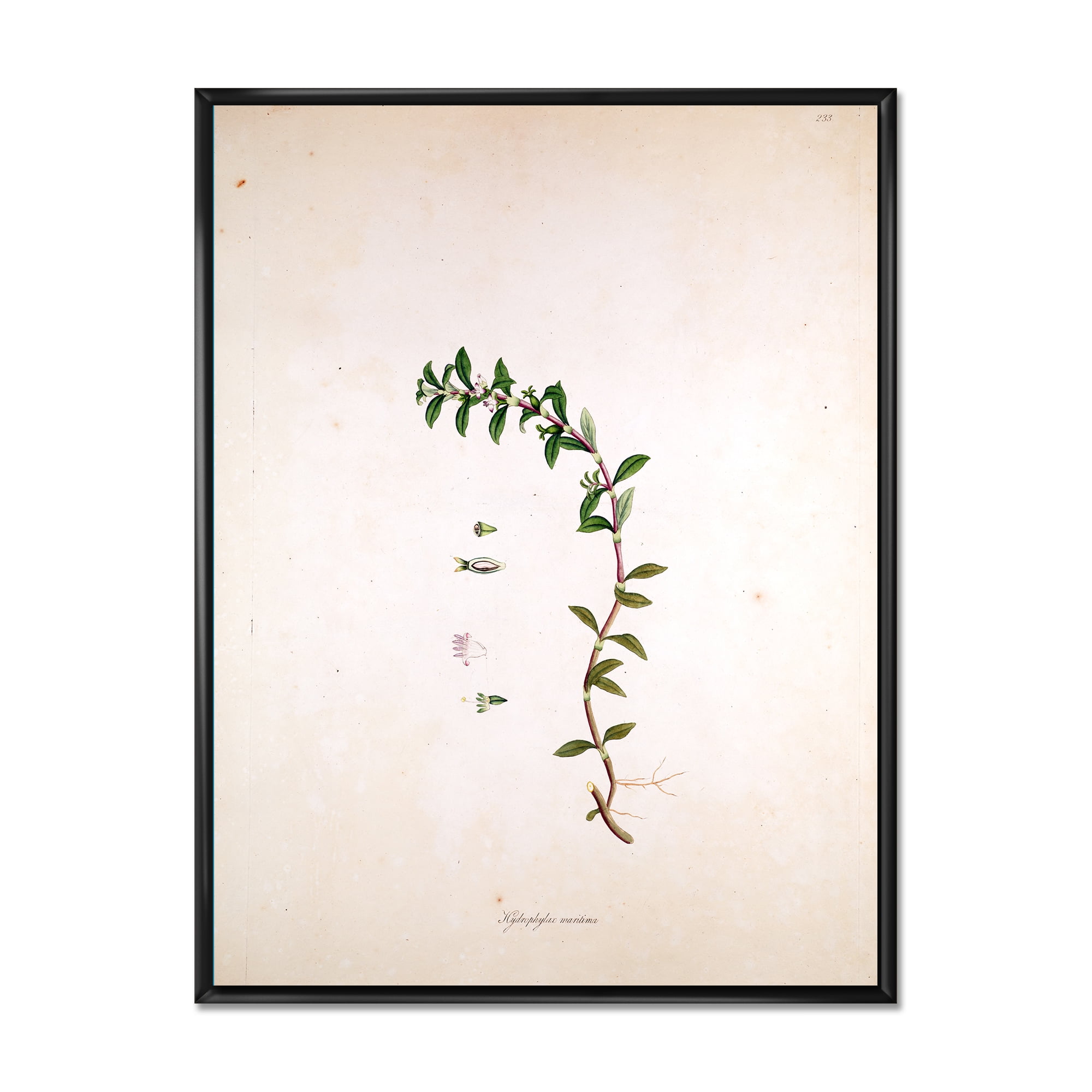 Designart 'Ancient London Plants II' Farmhouse Framed Canvas Wall Art Print