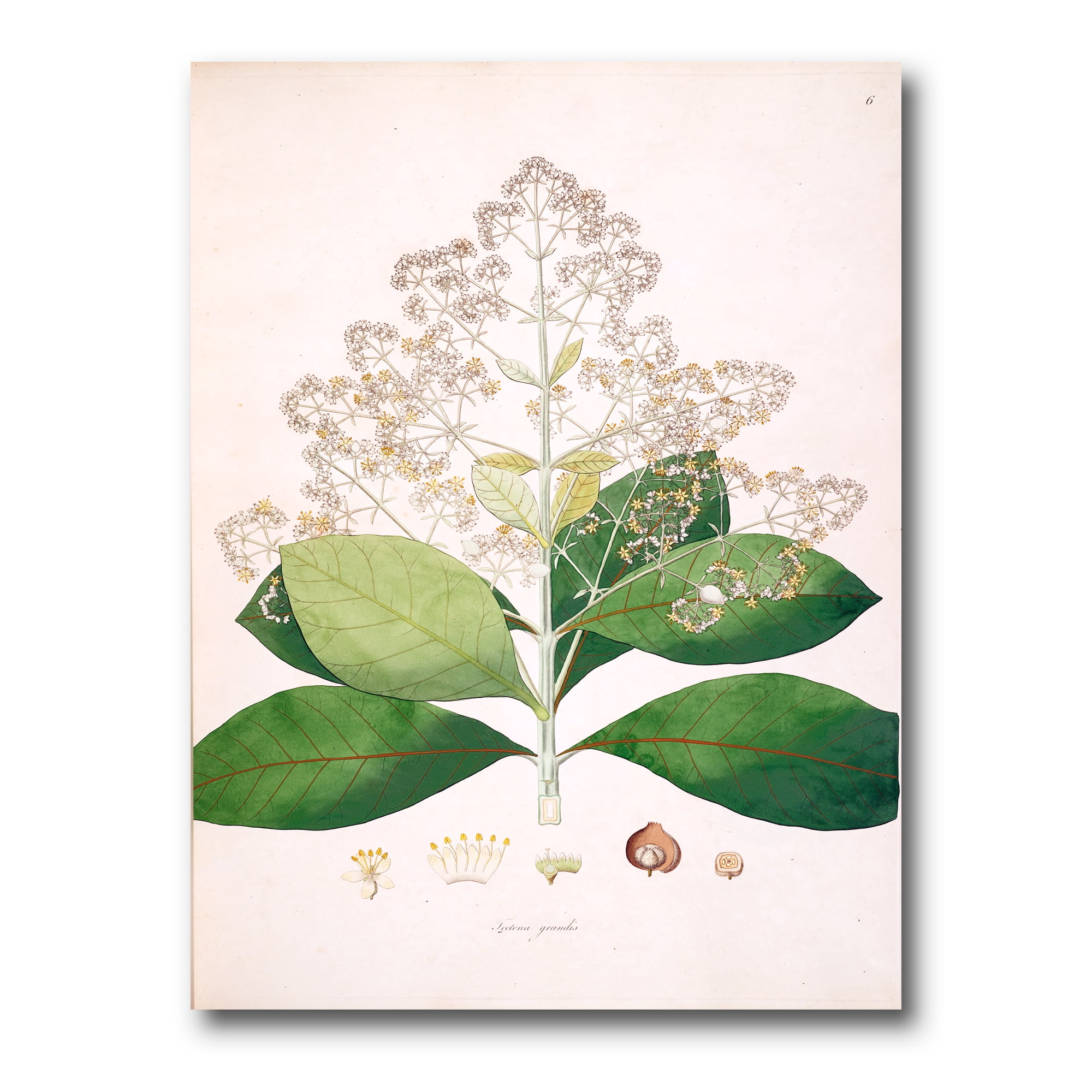 Designart ' Ancient London Plants III ' Farmhouse Canvas Wall Art Print