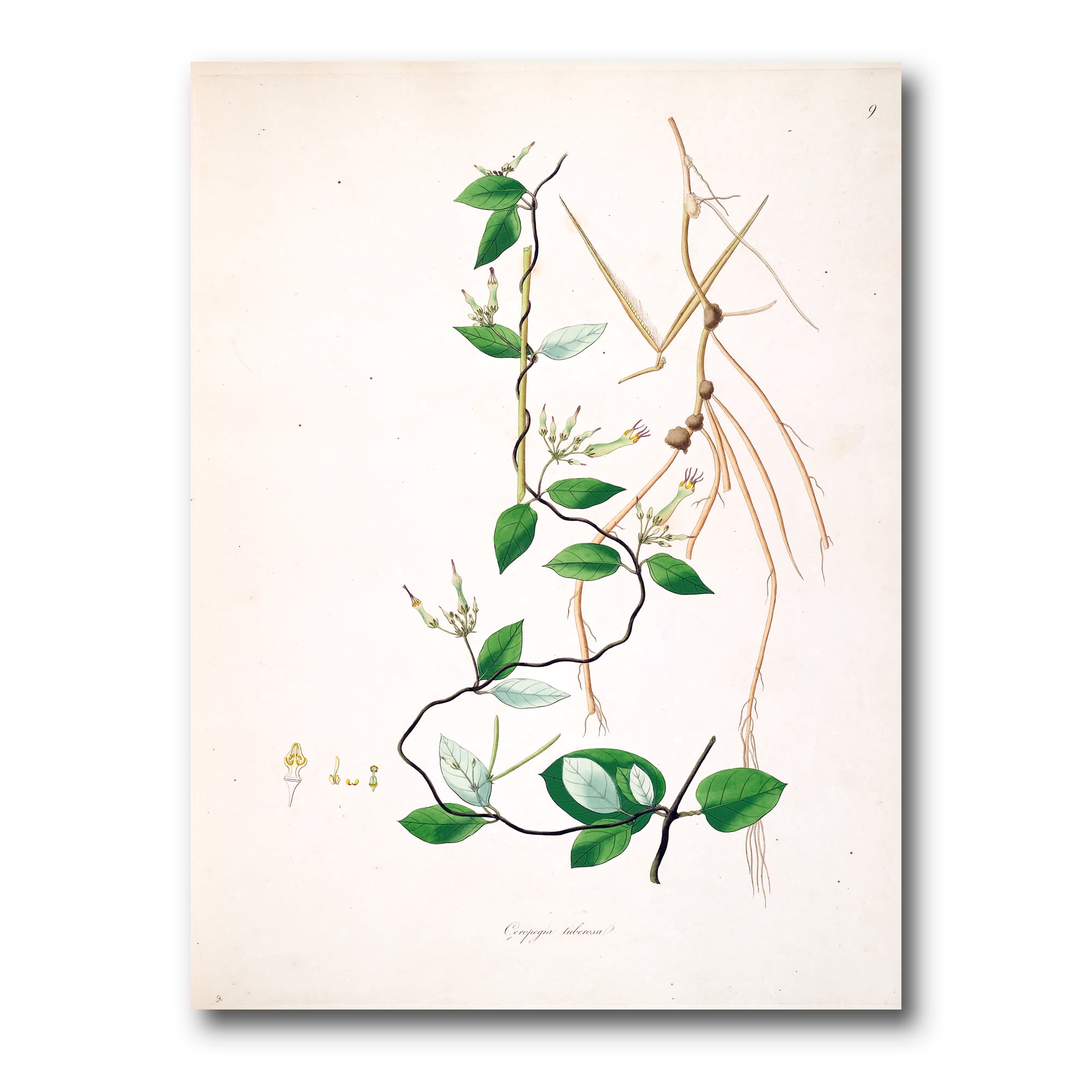 Designart ' Ancient London Plants IV ' Farmhouse Canvas Wall Art Print