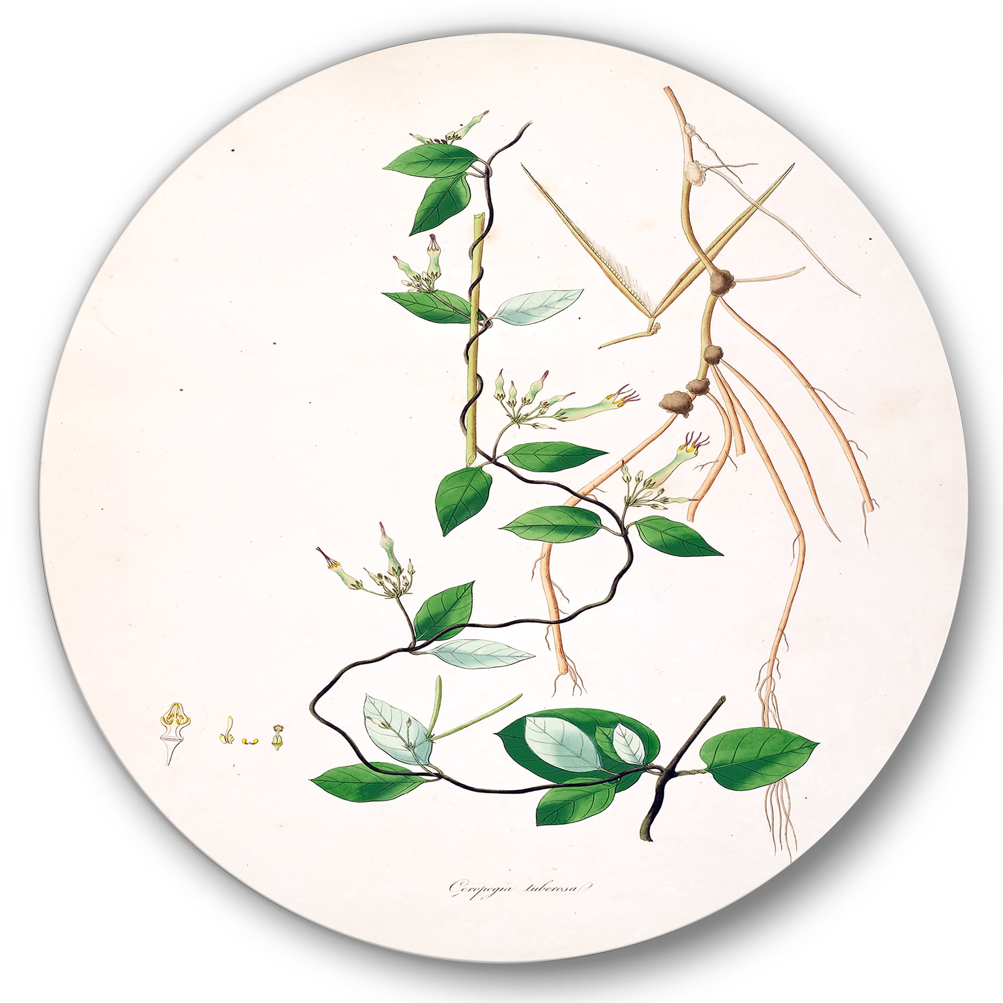 Designart 'Ancient London Plants IV' Farmhouse Circle Metal Wall Art 29x29 - Disc of 29