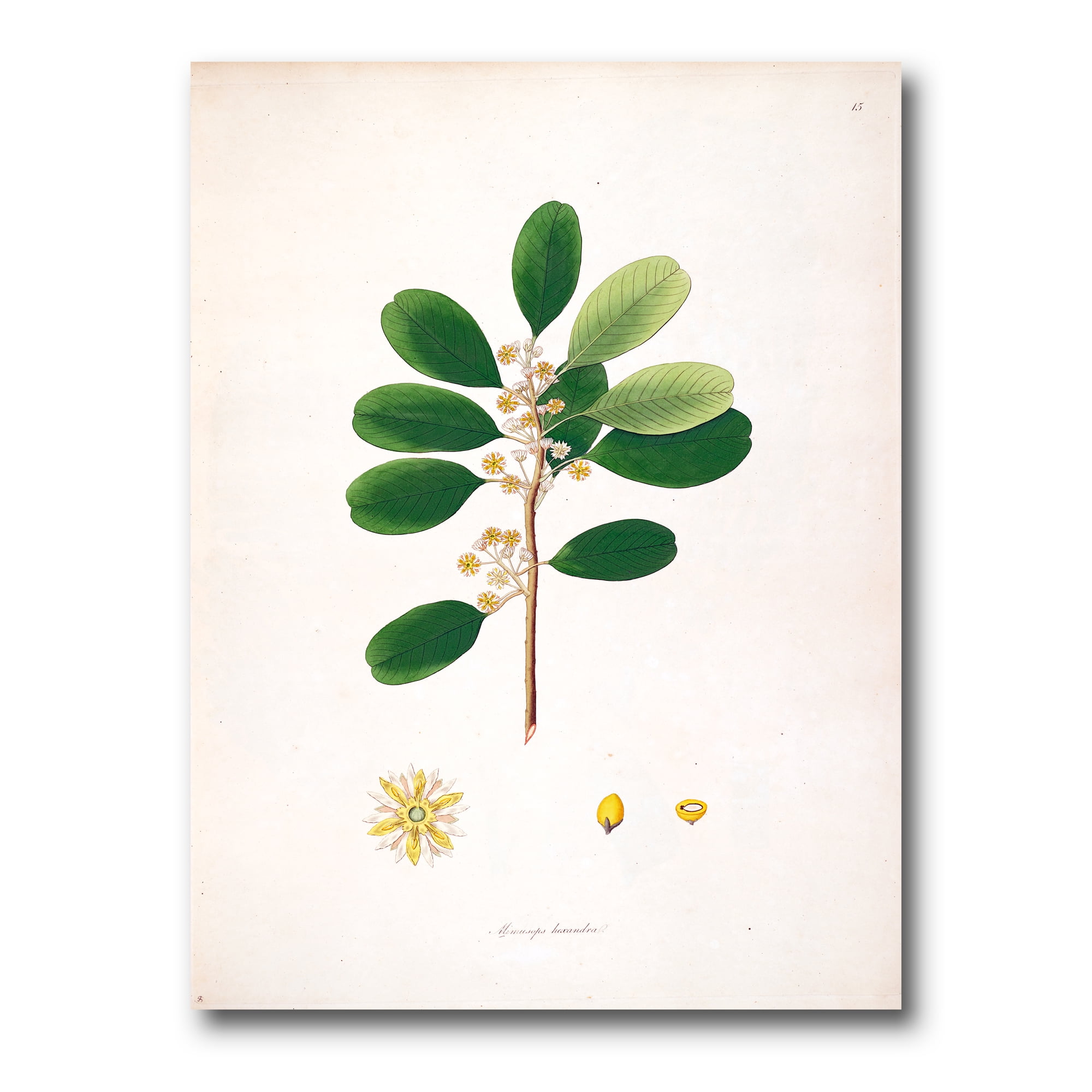 Designart ' Ancient London Plants IX ' Farmhouse Canvas Wall Art Print