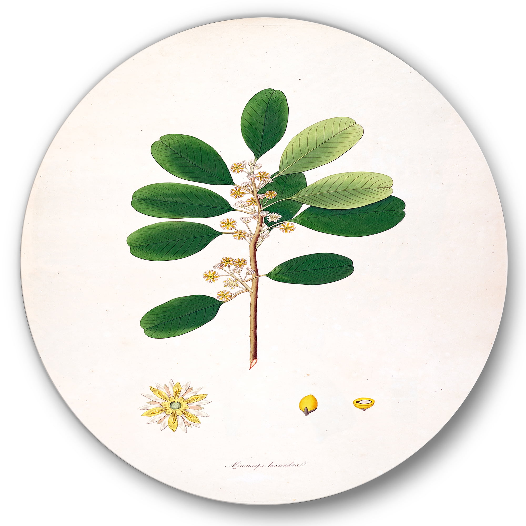 Designart 'Ancient London Plants IX' Farmhouse Circle Metal Wall Art 36x36 - Disc of 36