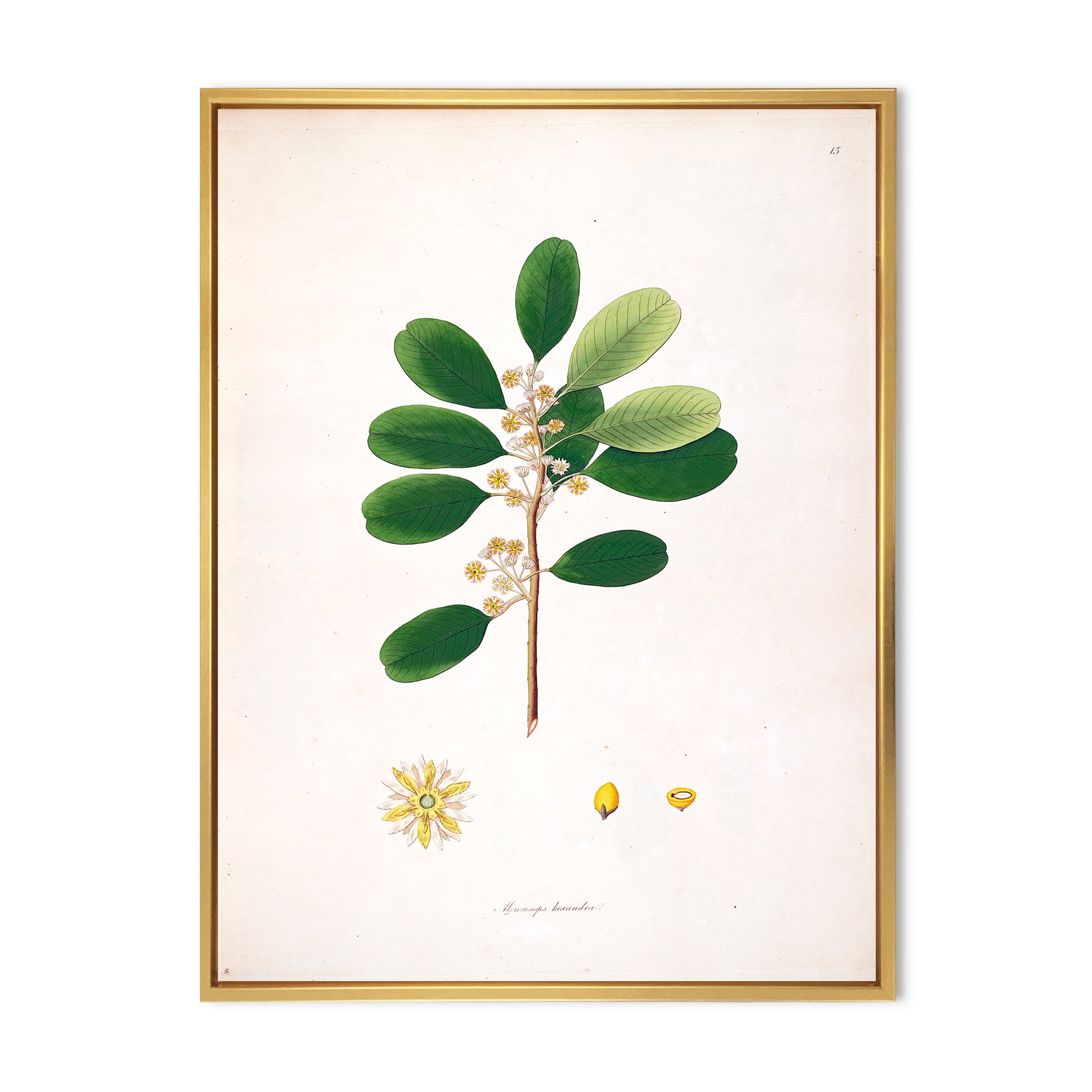 Designart 'Ancient London Plants IX' Farmhouse Framed Canvas Wall Art Print