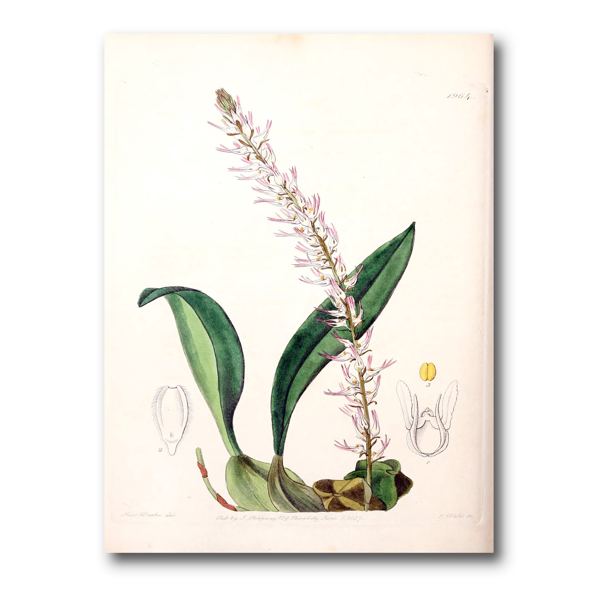 Designart ' Ancient London Plants V ' Traditional Canvas Wall Art Print