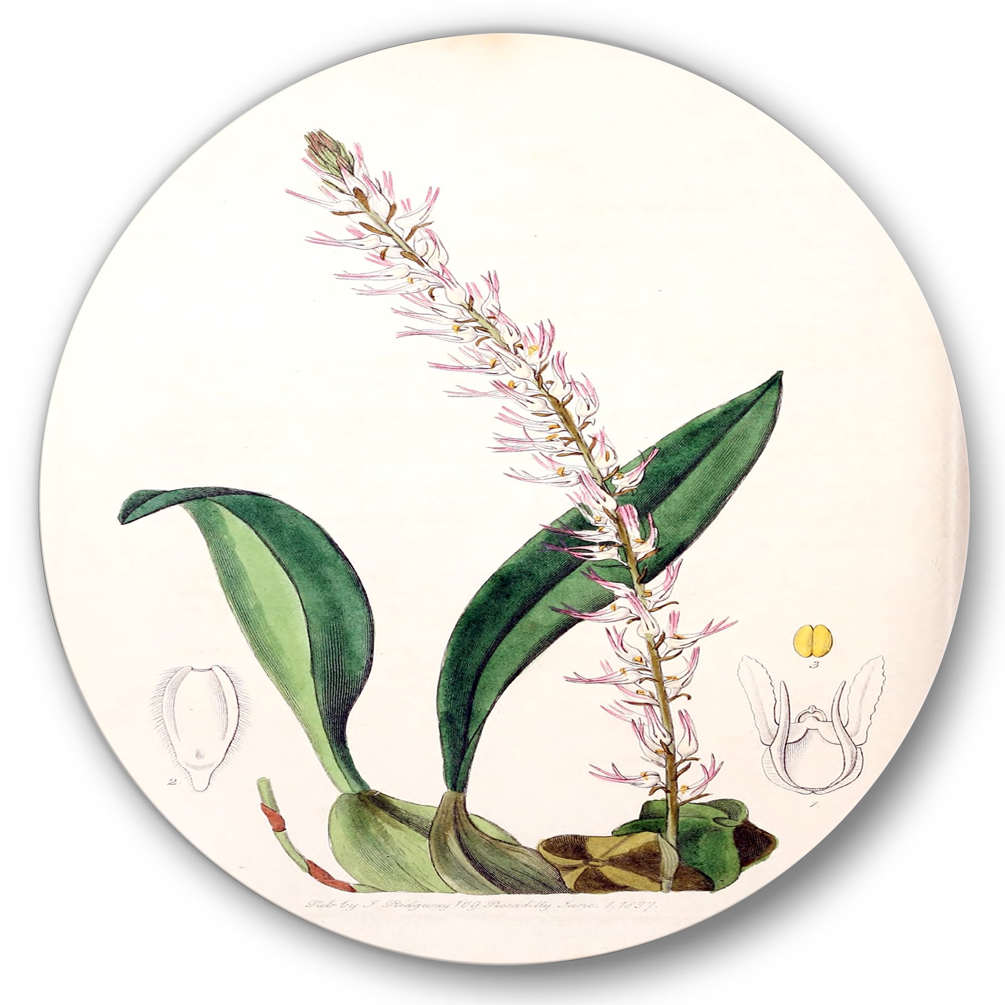Designart 'Ancient London Plants V' Traditional Circle Metal Wall Art 11x11 - Disc of 11