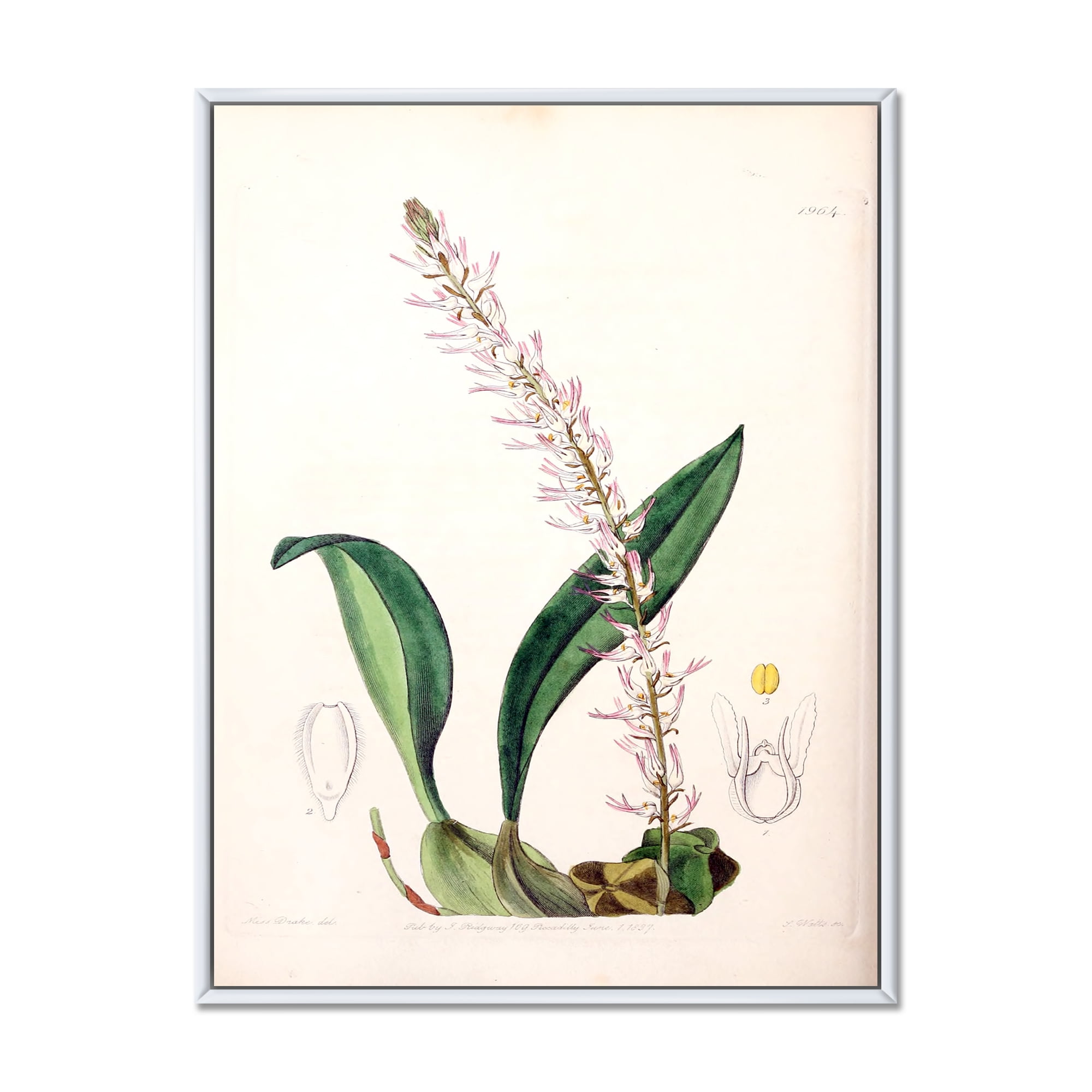 Designart 'Ancient London Plants V' Traditional Framed Canvas Wall Art Print