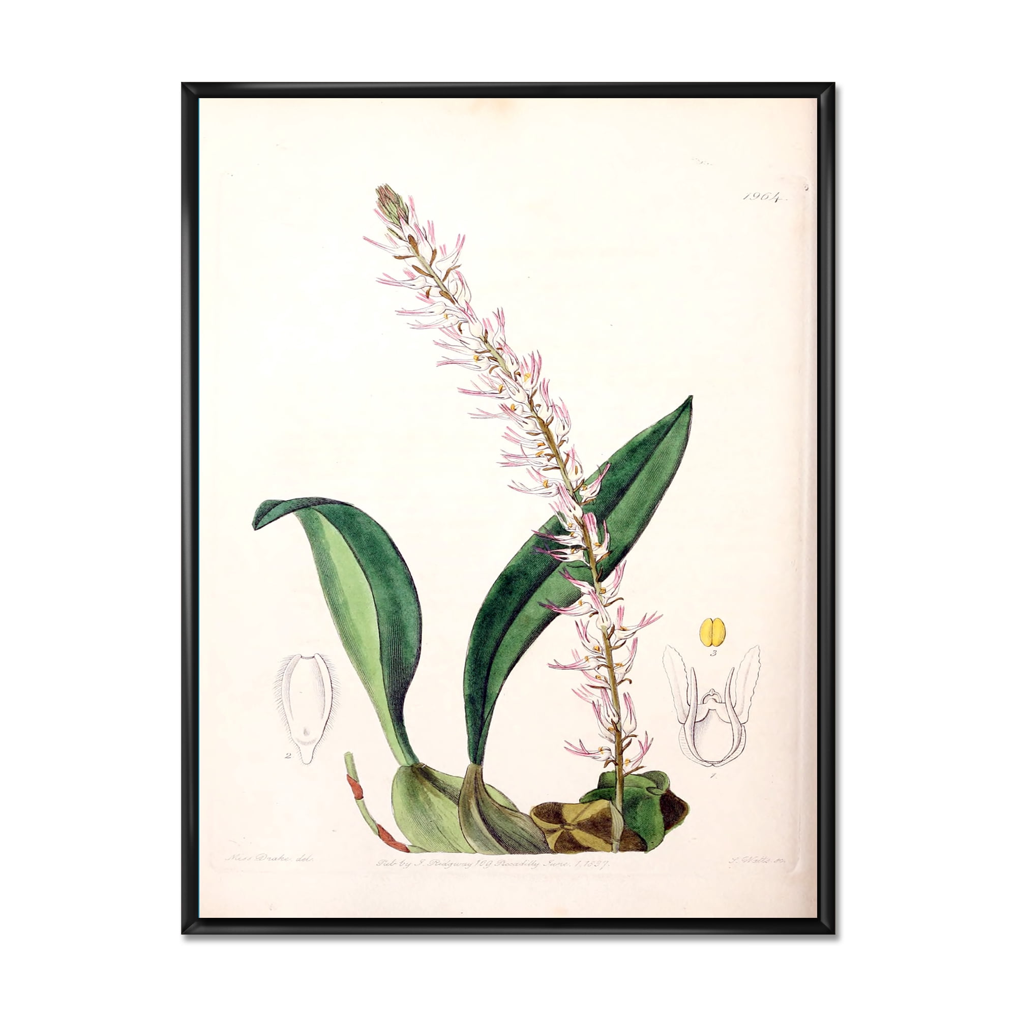 Designart 'Ancient London Plants V' Traditional Framed Canvas Wall Art Print