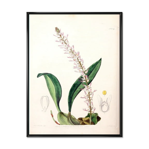 Designart 'Ancient London Plants V' Traditional Framed Canvas Wall Art Print