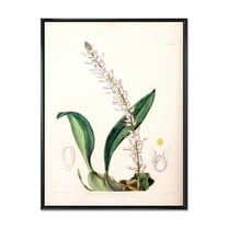 Designart 'Ancient London Plants V' Traditional Framed Canvas Wall Art Print