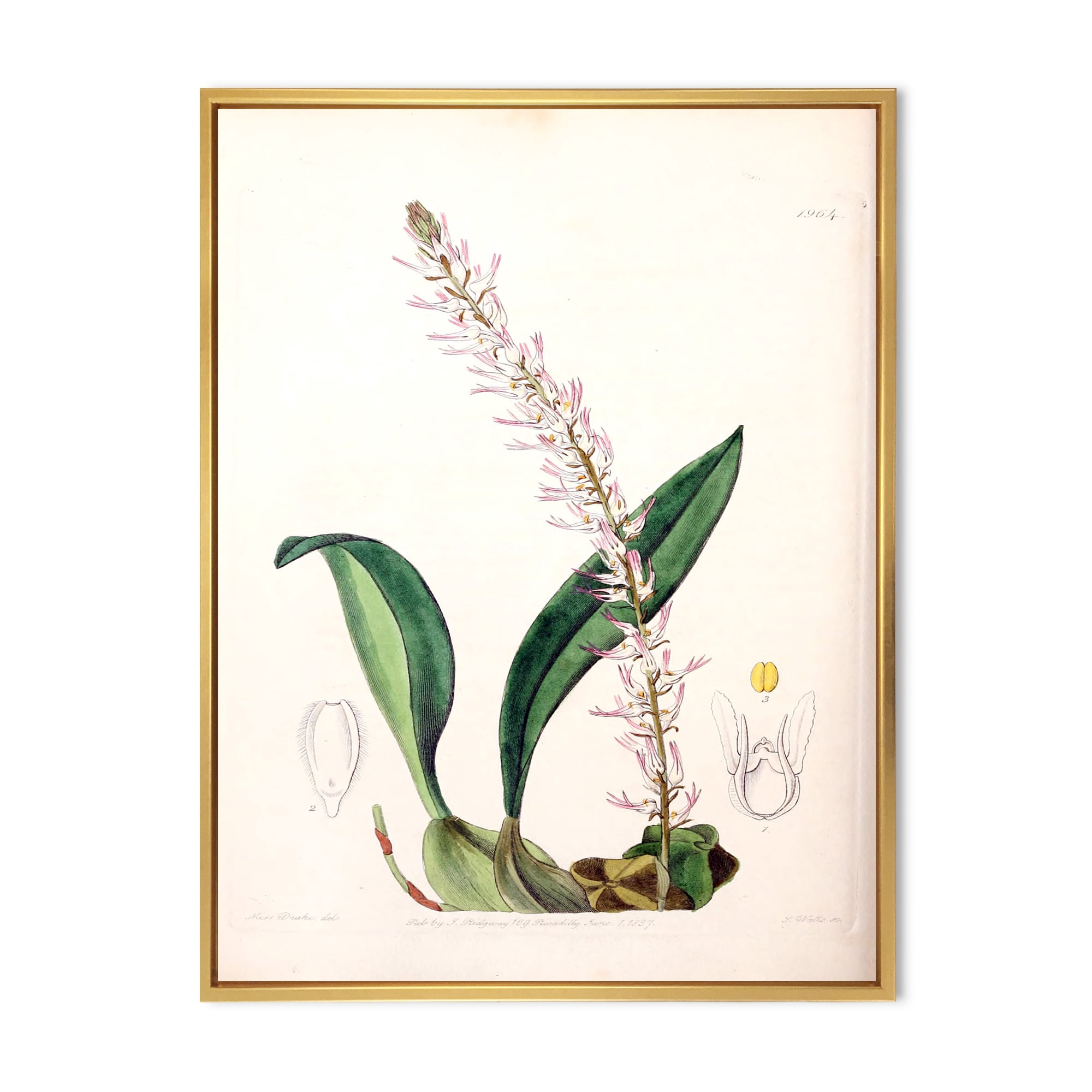 Designart 'Ancient London Plants V' Traditional Framed Canvas Wall Art Print