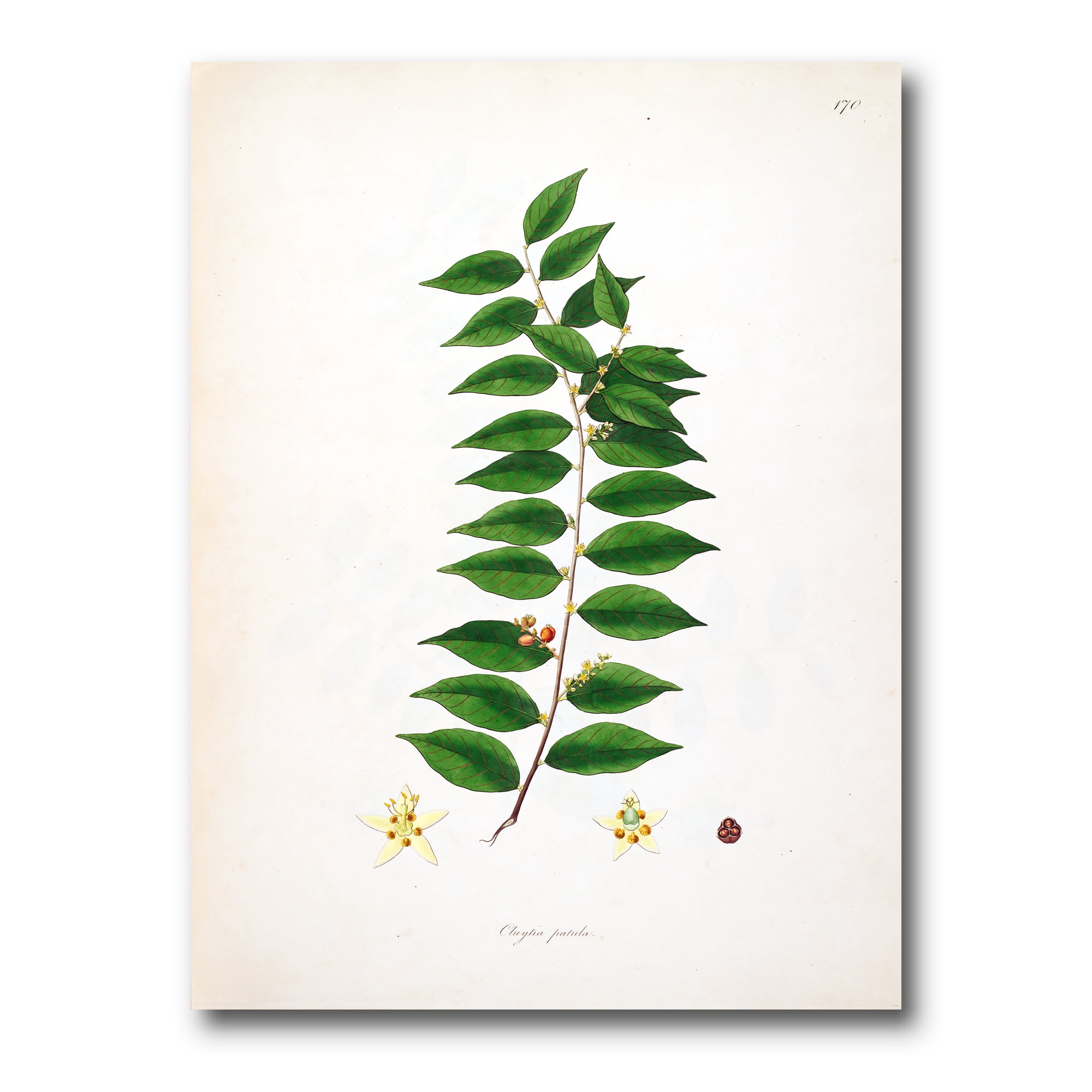 Designart ' Ancient London Plants VI ' Farmhouse Canvas Wall Art Print
