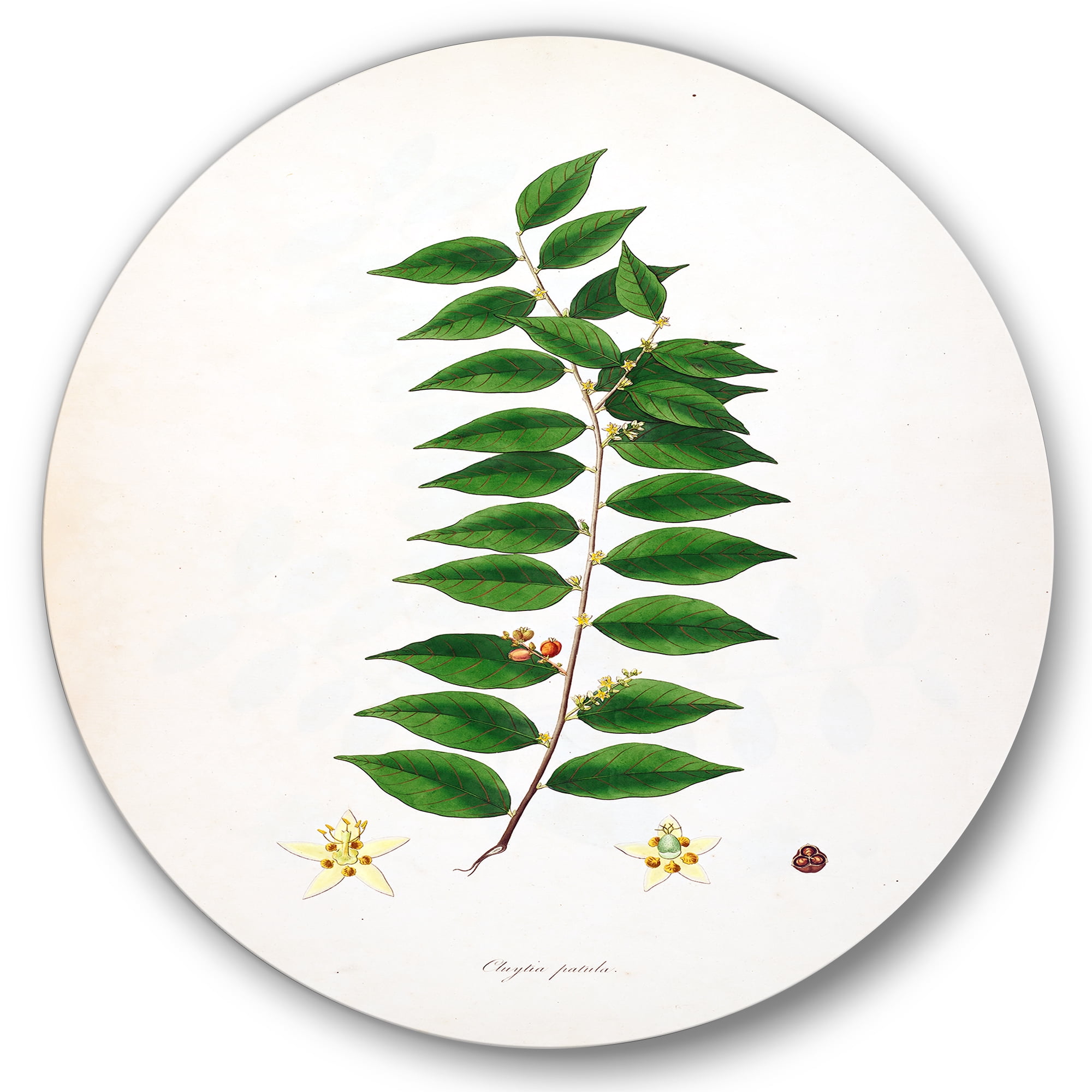 Designart 'Ancient London Plants VI' Farmhouse Circle Metal Wall Art 11x11 - Disc of 11
