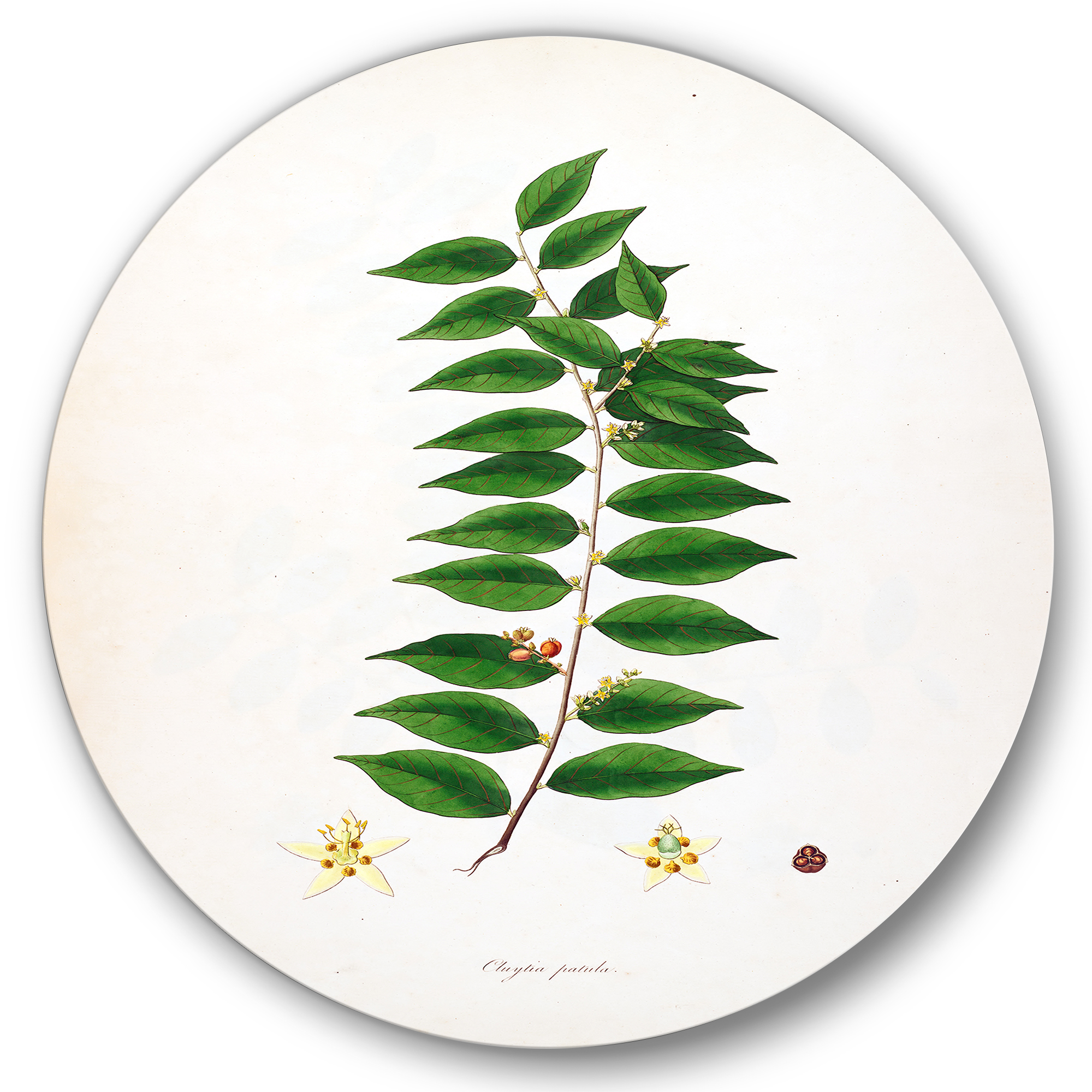 Designart 'Ancient London Plants VI' Farmhouse Circle Metal Wall Art 29x29 - Disc of 29