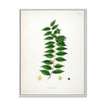thumbnail image 1 of Designart 'Ancient London Plants VI' Farmhouse Framed Canvas Wall Art Print, 1 of 5