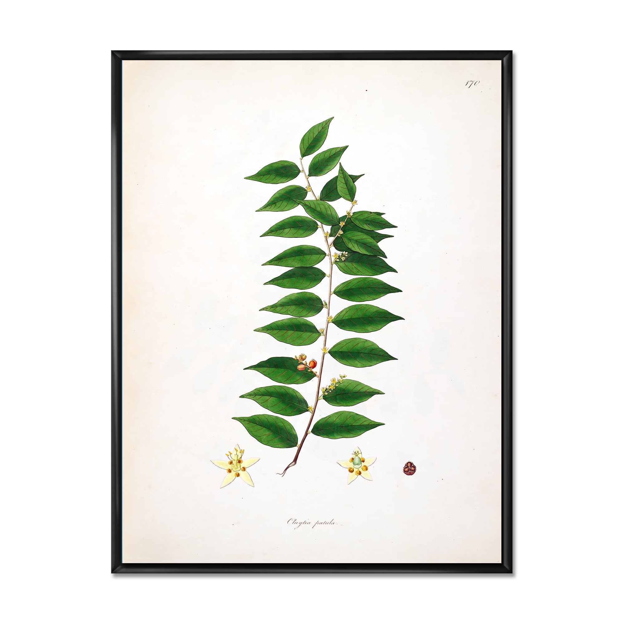 Designart 'Ancient London Plants VI' Farmhouse Framed Canvas Wall Art Print