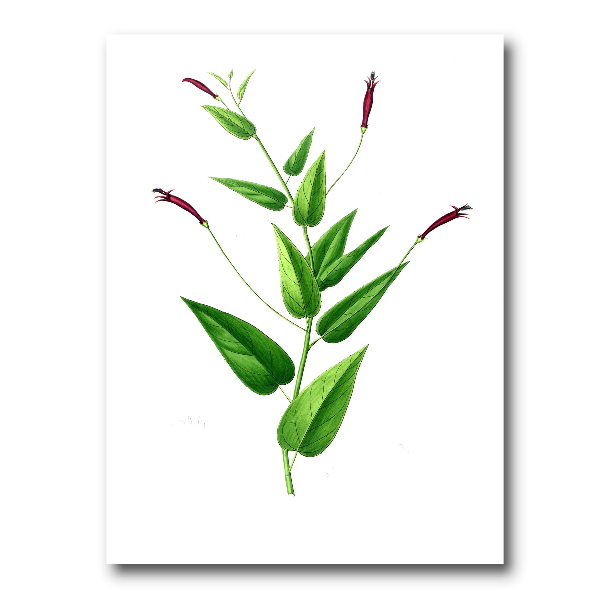 Designart ' Ancient London Plants VII ' Traditional Canvas Wall Art Print