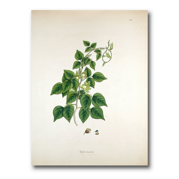 Designart ' Ancient London Plants VIII ' Farmhouse Canvas Wall Art Print