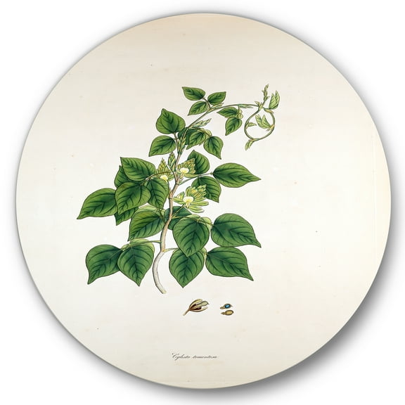 Designart 'Ancient London Plants VIII' Farmhouse Circle Metal Wall Art 36x36 - Disc of 36