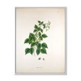 thumbnail image 1 of Designart 'Ancient London Plants VIII' Farmhouse Framed Canvas Wall Art Print, 1 of 5