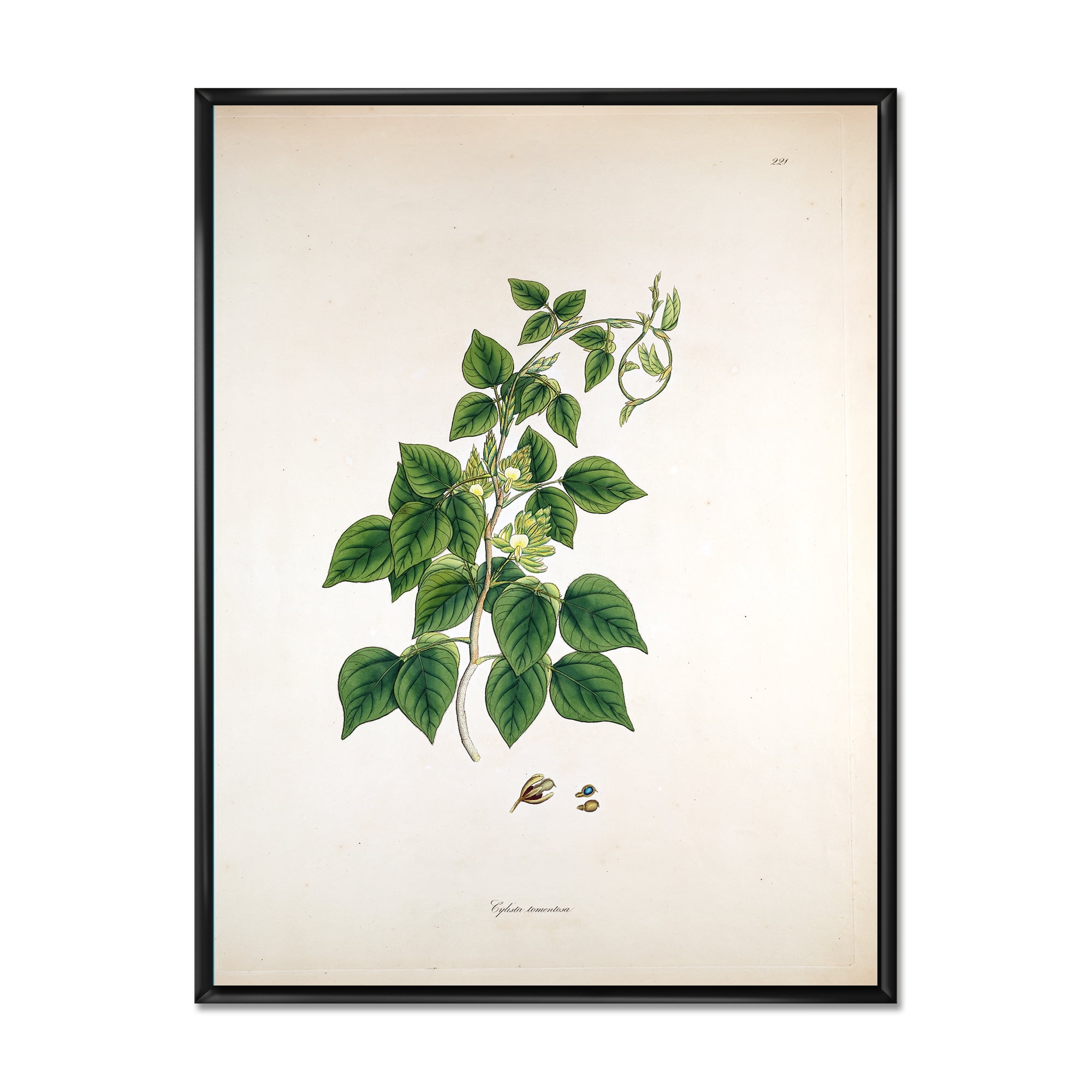 Designart 'Ancient London Plants VIII' Farmhouse Framed Canvas Wall Art Print