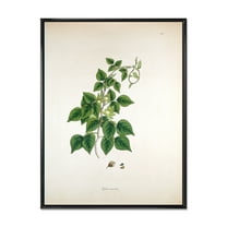 Designart 'Ancient London Plants VIII' Farmhouse Framed Canvas Wall Art Print