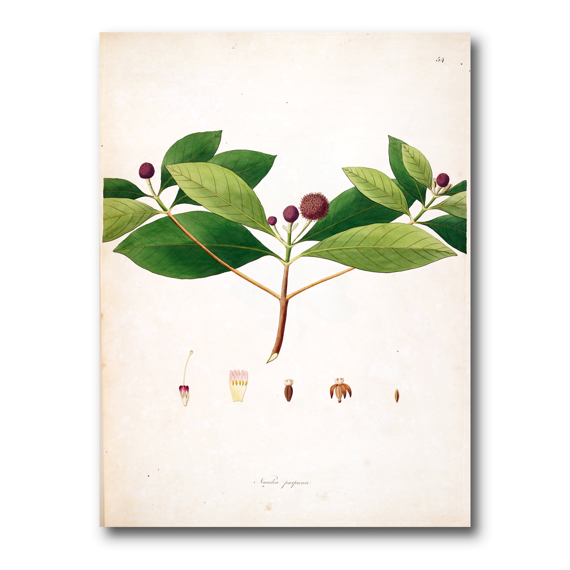 Designart ' Ancient London Plants X ' Farmhouse Canvas Wall Art Print