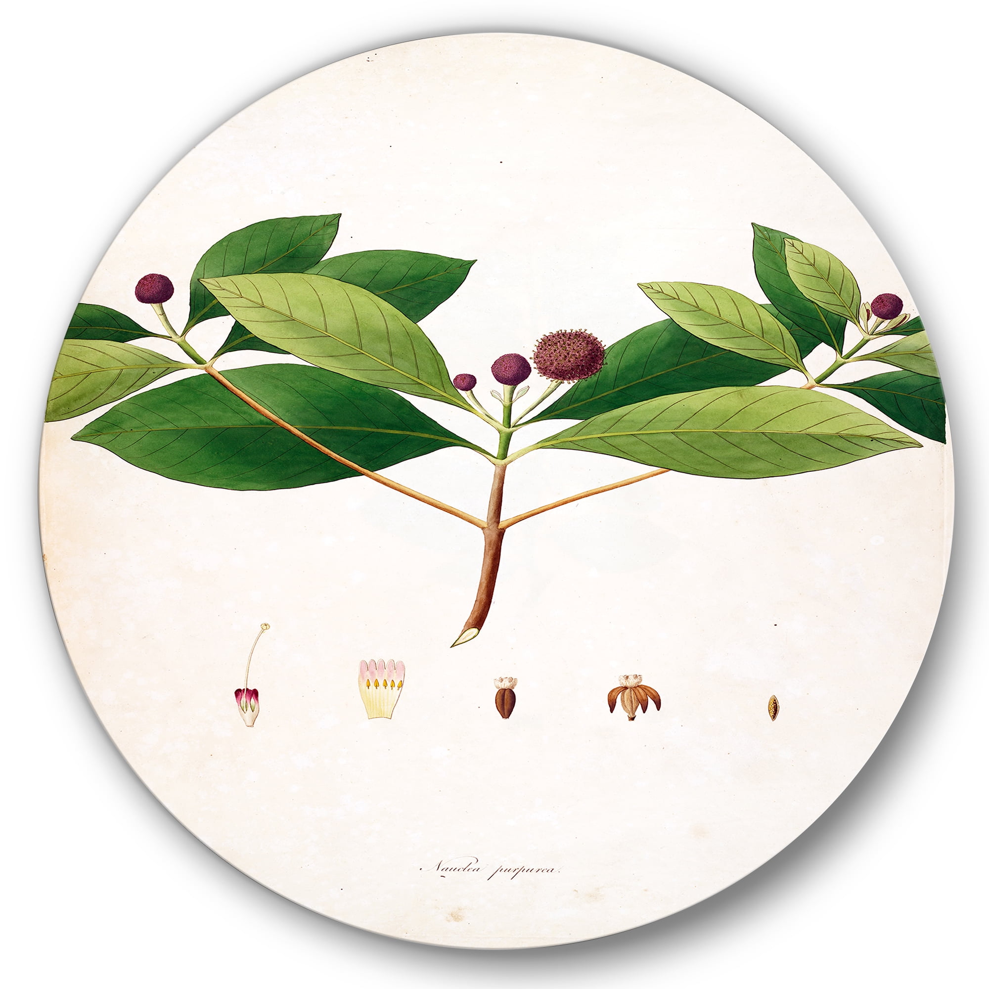 Designart 'Ancient London Plants X' Farmhouse Circle Metal Wall Art 23x23 - Disc of 23