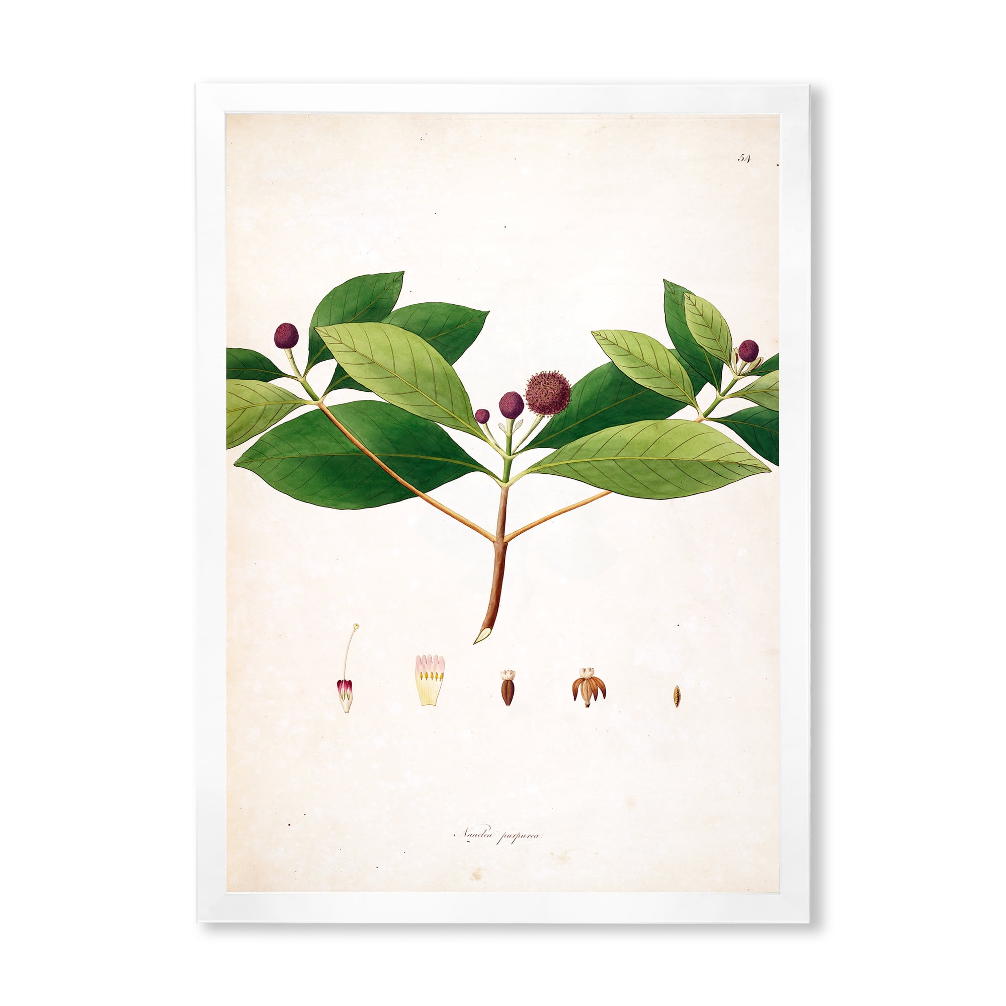 Designart 'Ancient London Plants X' Farmhouse Framed Art Print