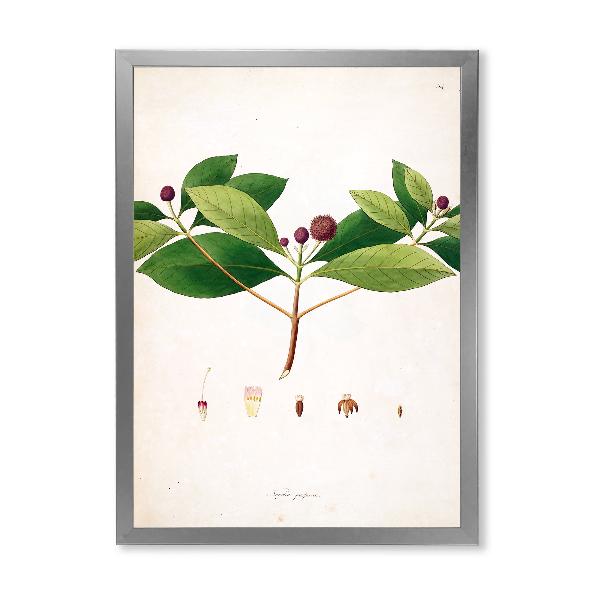 Designart 'Ancient London Plants X' Farmhouse Framed Art Print