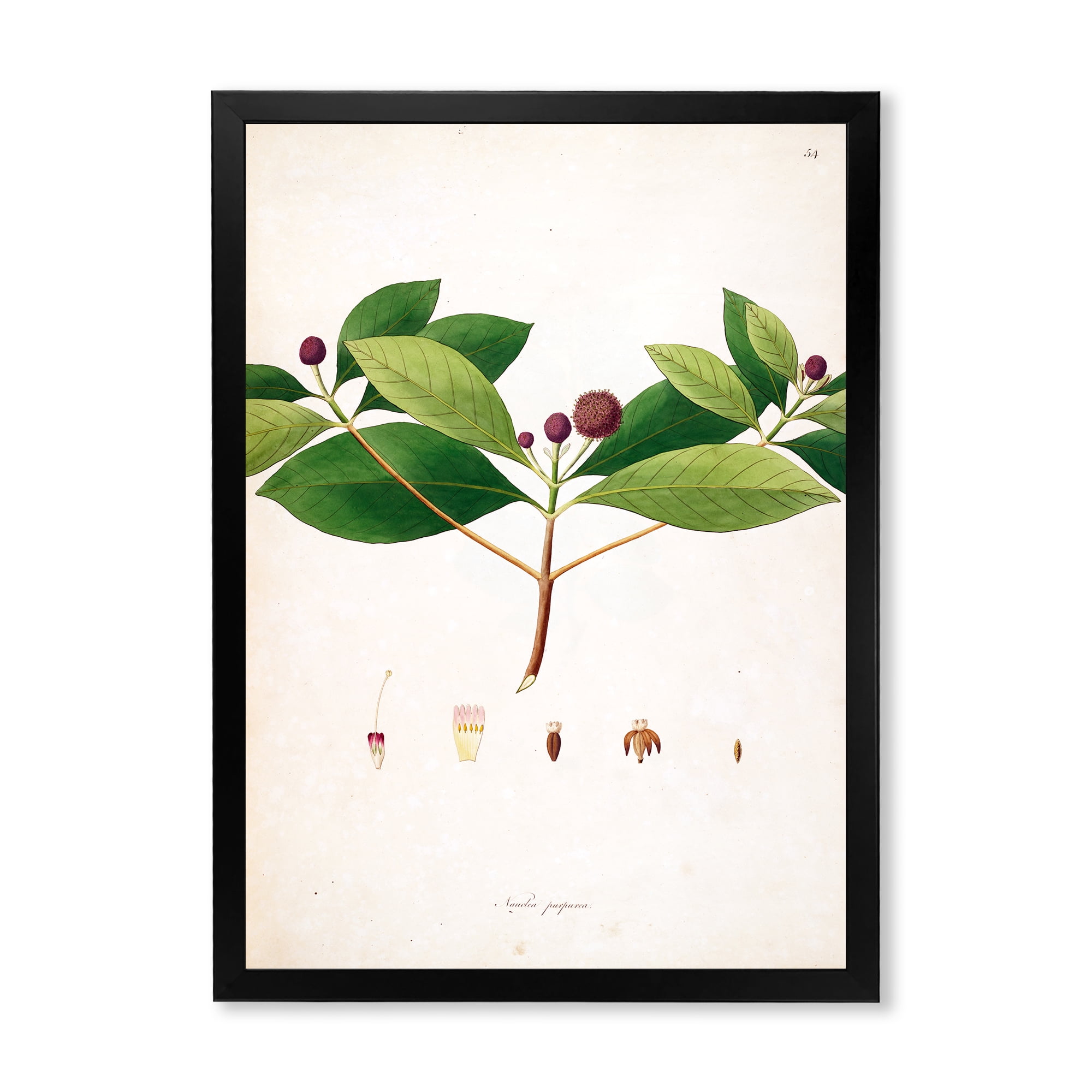 Designart 'Ancient London Plants X' Farmhouse Framed Art Print