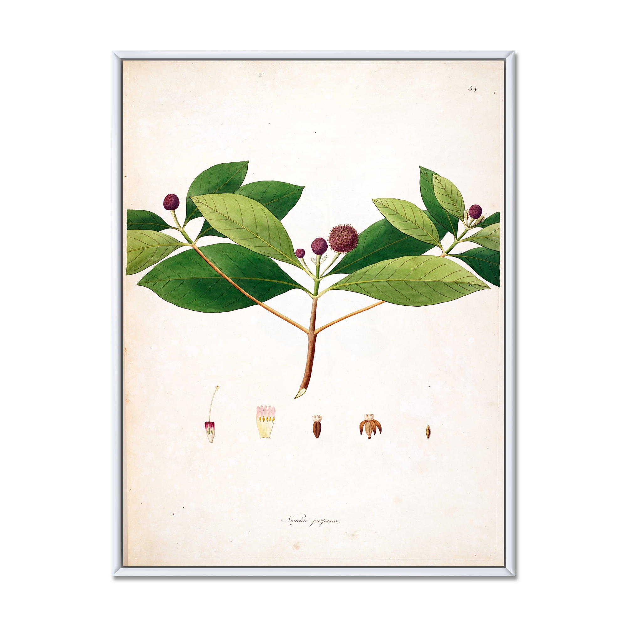 Designart 'Ancient London Plants X' Farmhouse Framed Canvas Wall Art Print