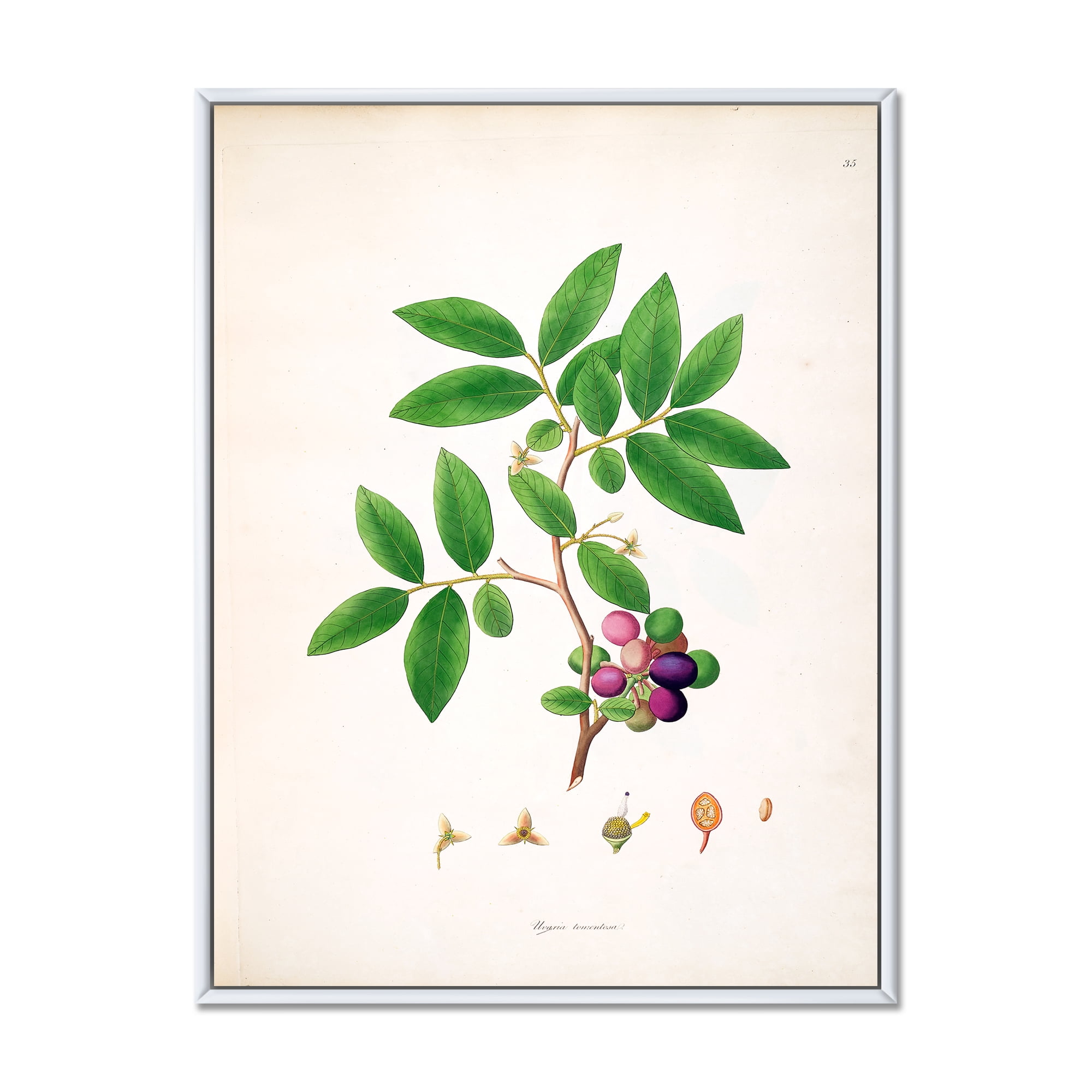 Designart 'Ancient London Plants XI' Farmhouse Framed Canvas Wall Art Print