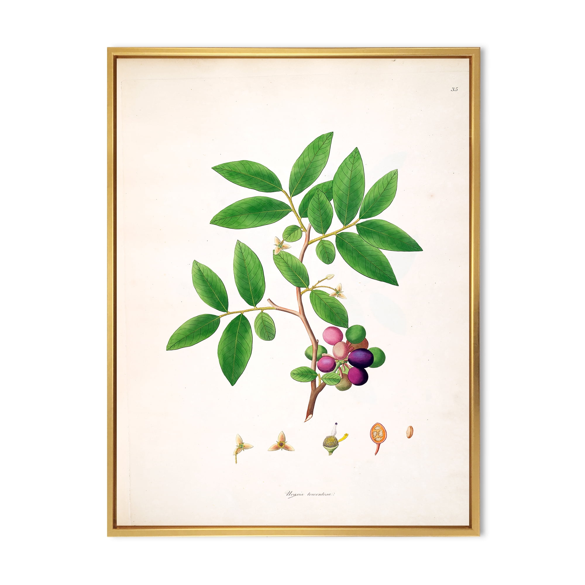 Designart 'Ancient London Plants XI' Farmhouse Framed Canvas Wall Art Print