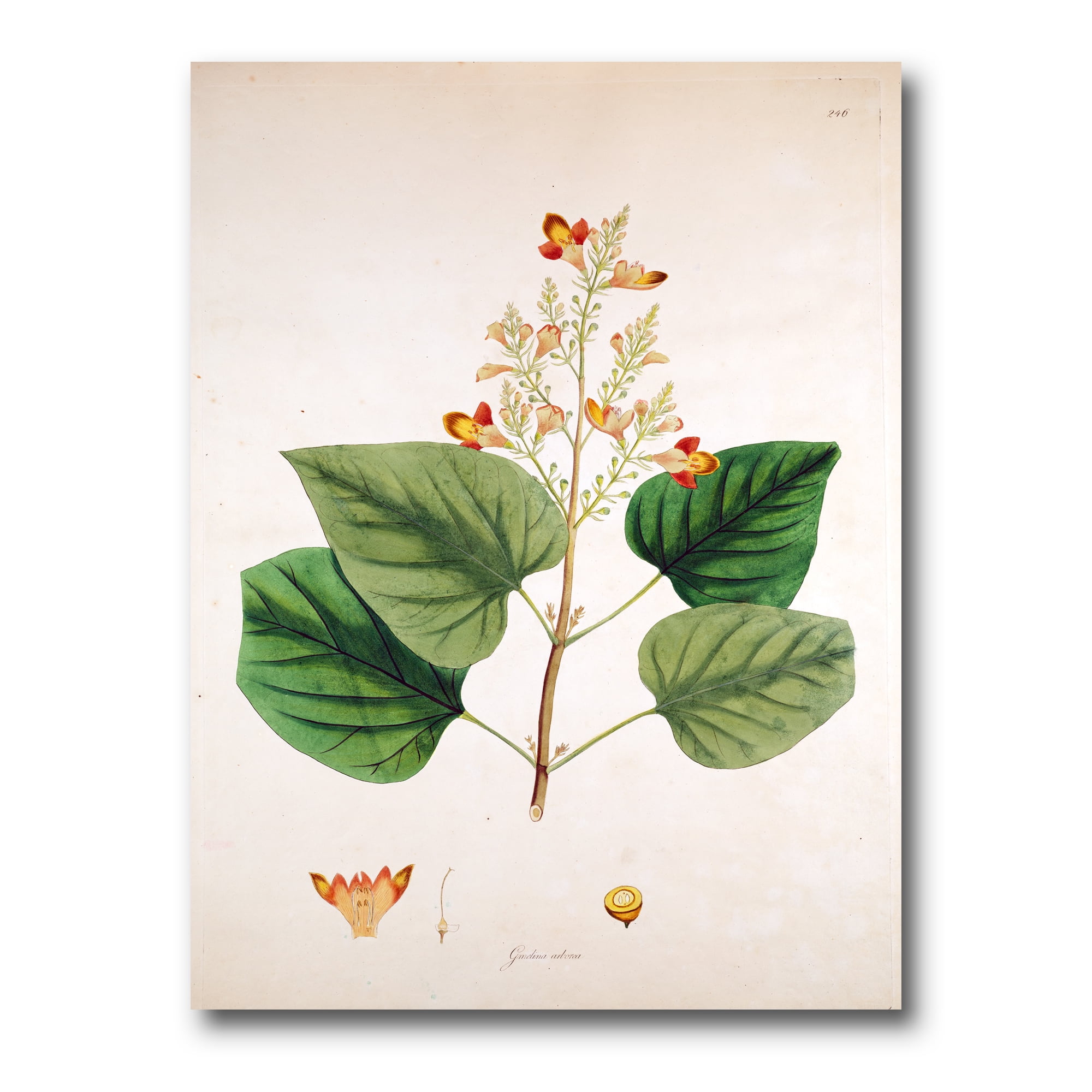 Designart ' Ancient London Plants XII ' Farmhouse Canvas Wall Art Print