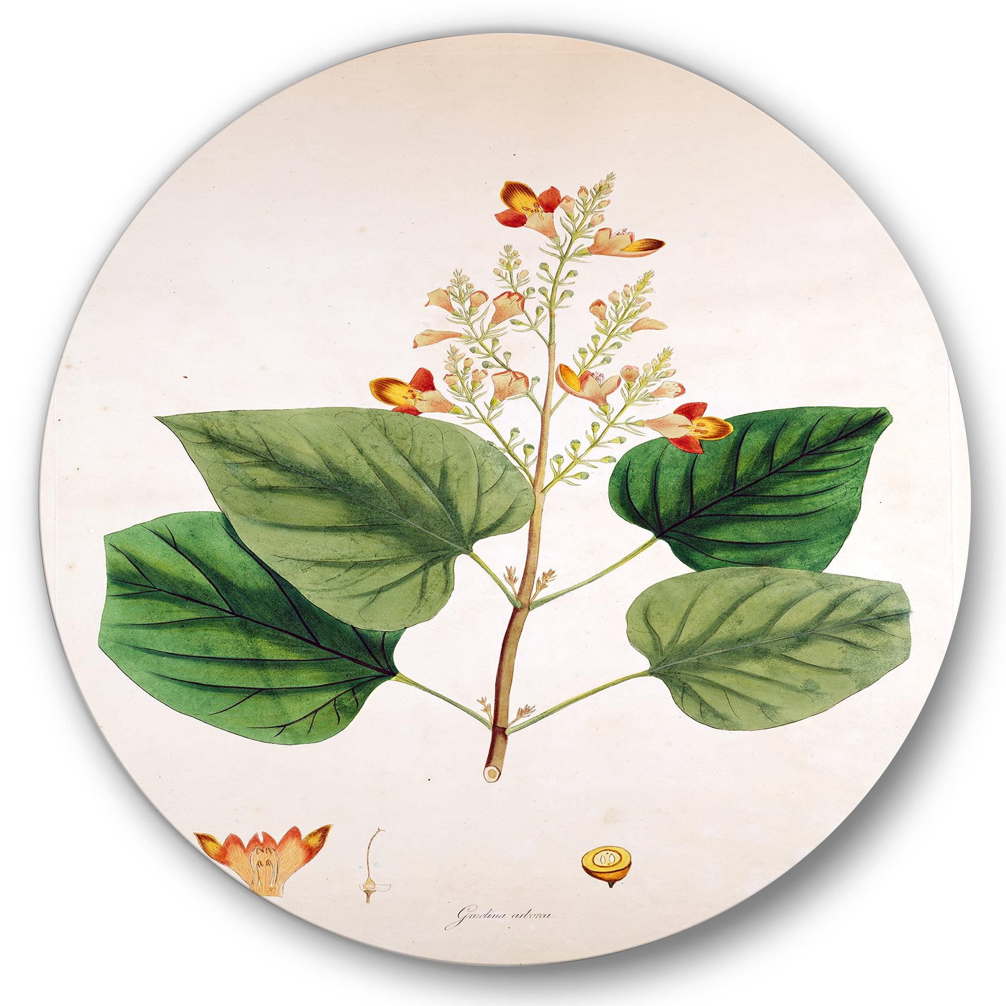 Designart 'Ancient London Plants XII' Farmhouse Circle Metal Wall Art 36x36 - Disc of 36