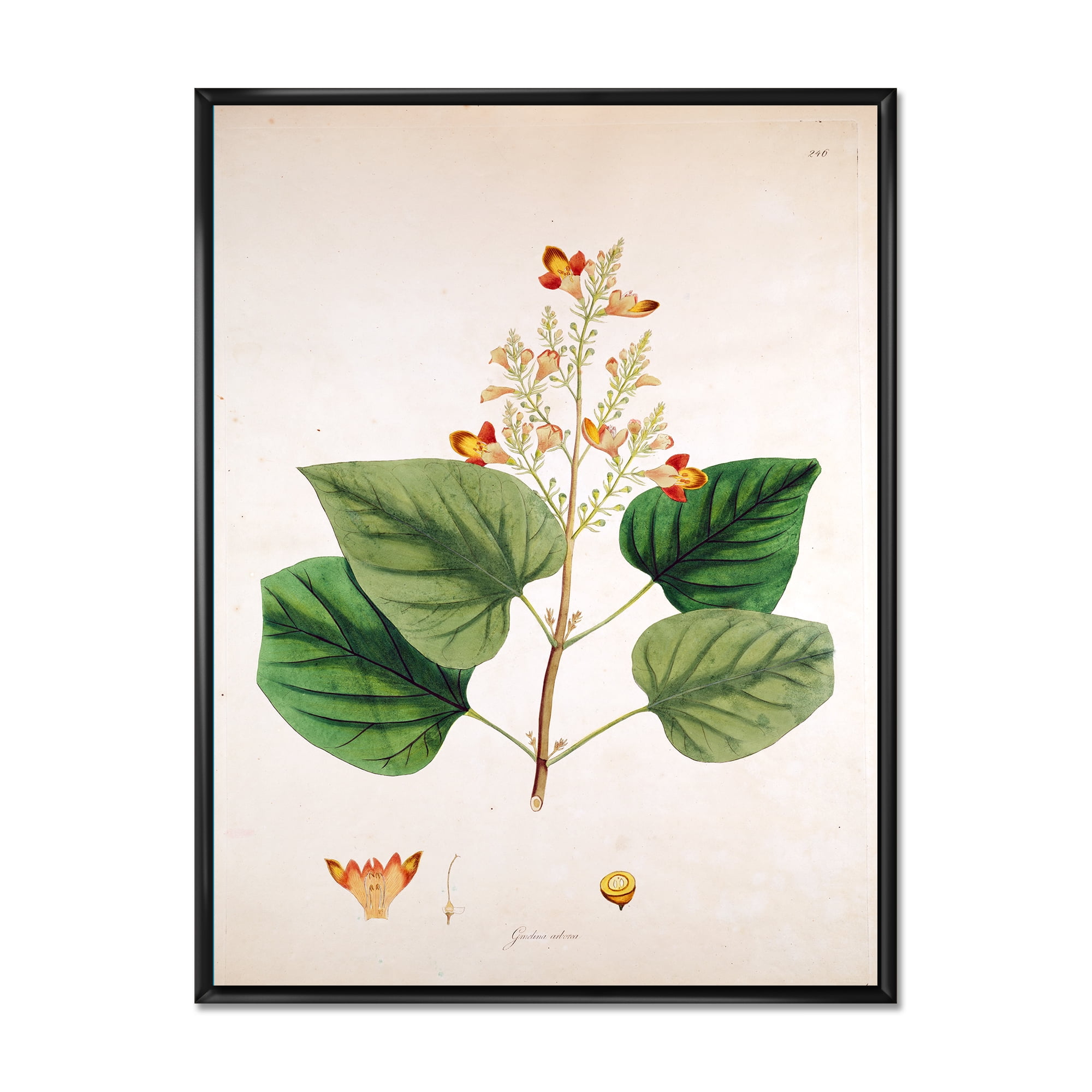 Designart 'Ancient London Plants XII' Farmhouse Framed Canvas Wall Art Print