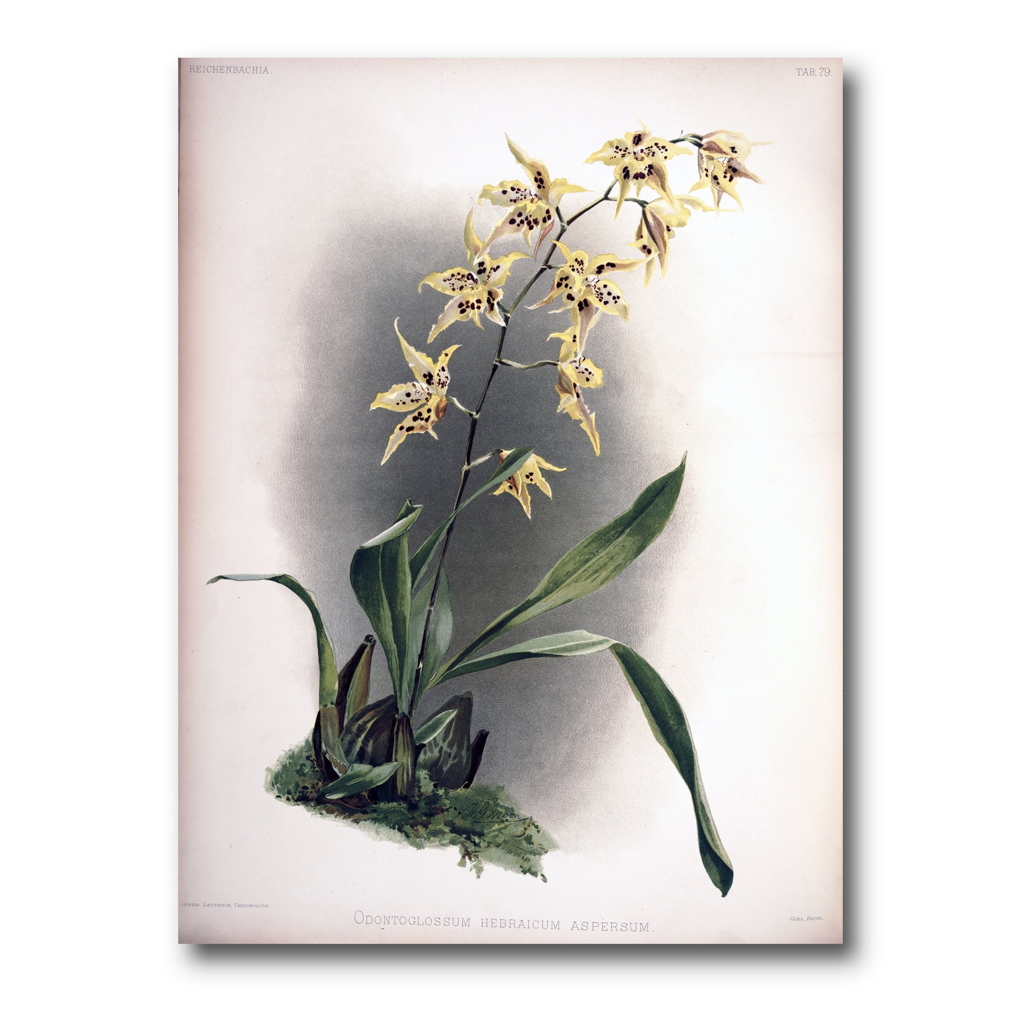Designart ' Ancient Orchid Flower ' Traditional Canvas Wall Art Print